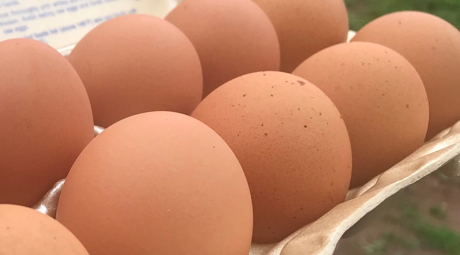 harmony ridge eggs.jpeg