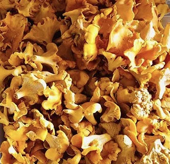 chantrelles.jpg