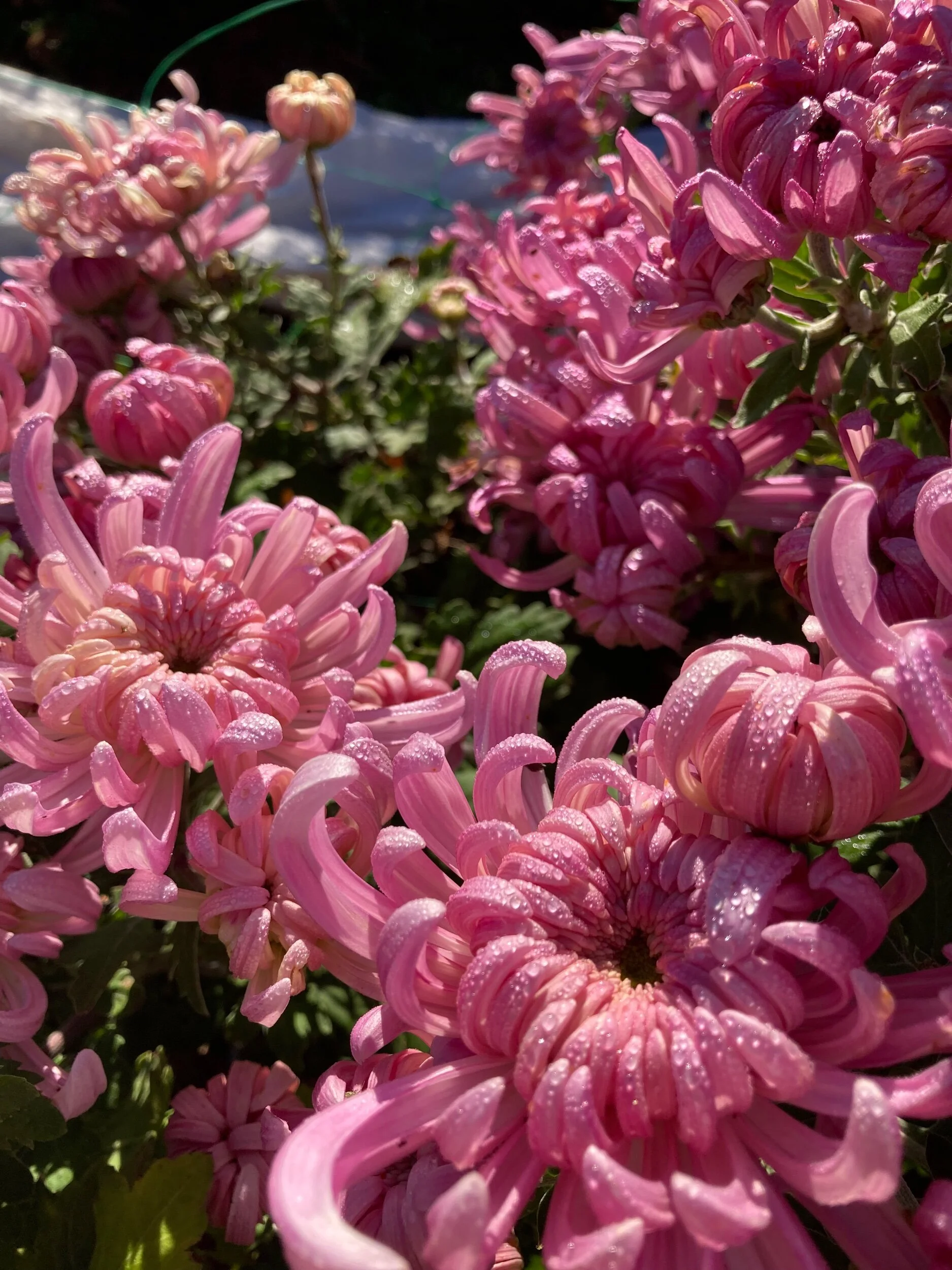 BFC61202-1EDE-4A19-85A6-D6D388C5B975