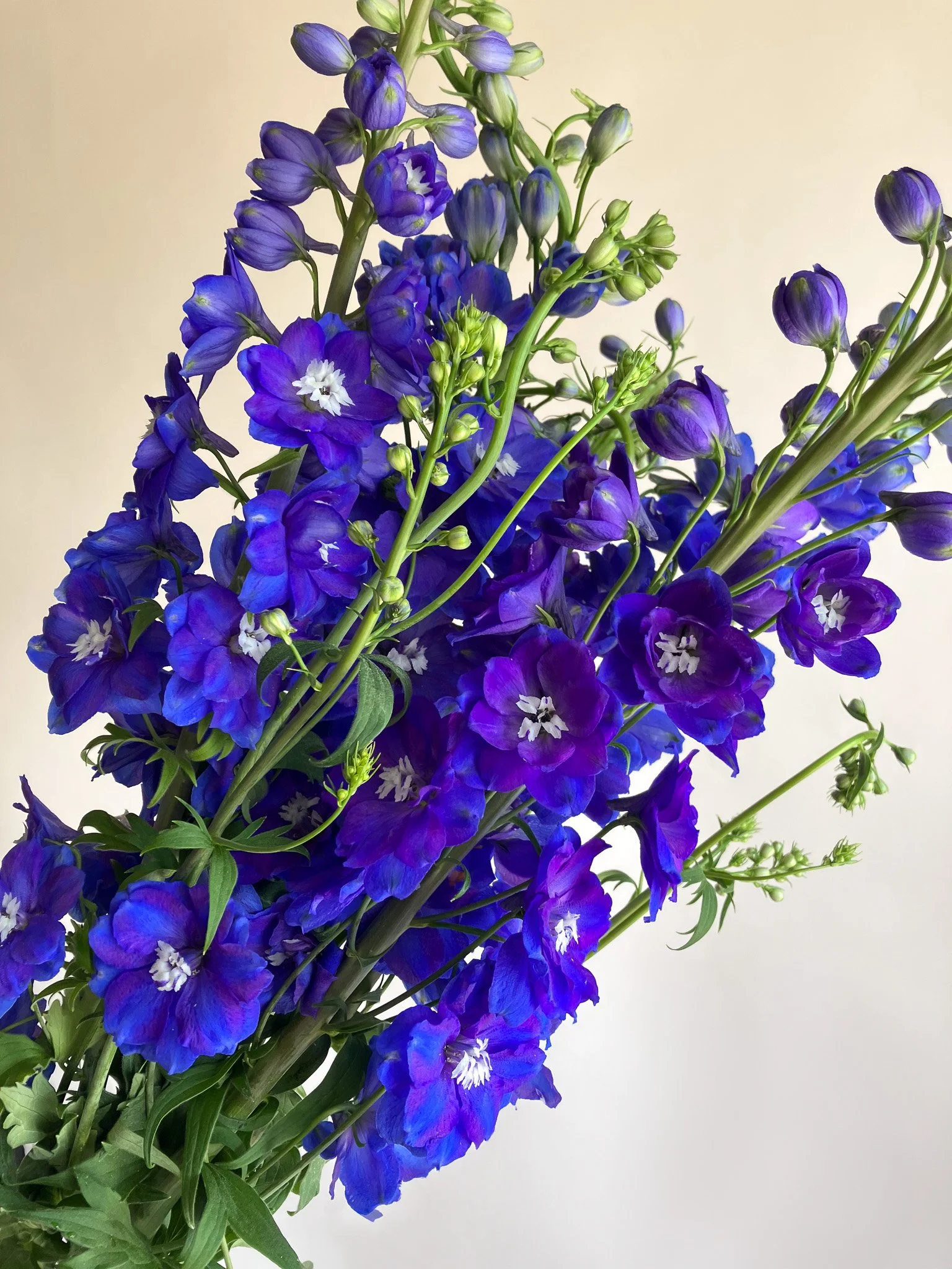 Delphinium-true-blue-thick-stem-B.jpg