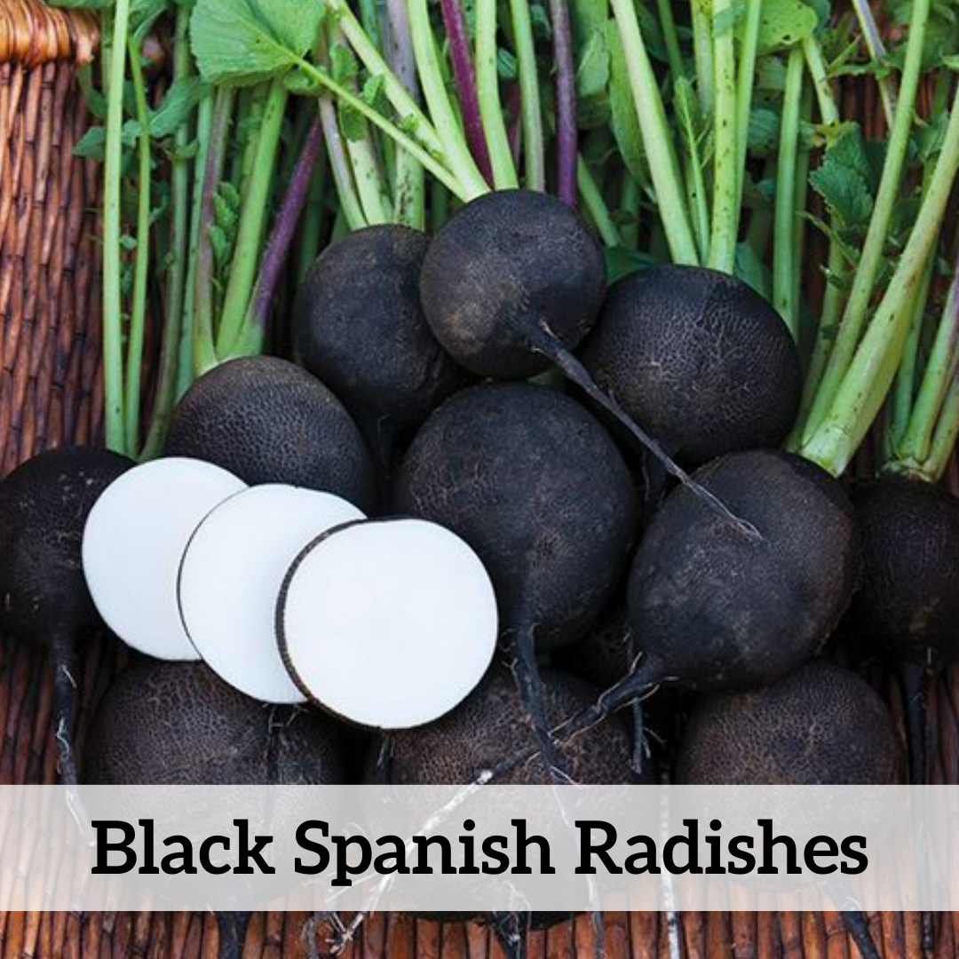 Your paragraph text (5).png