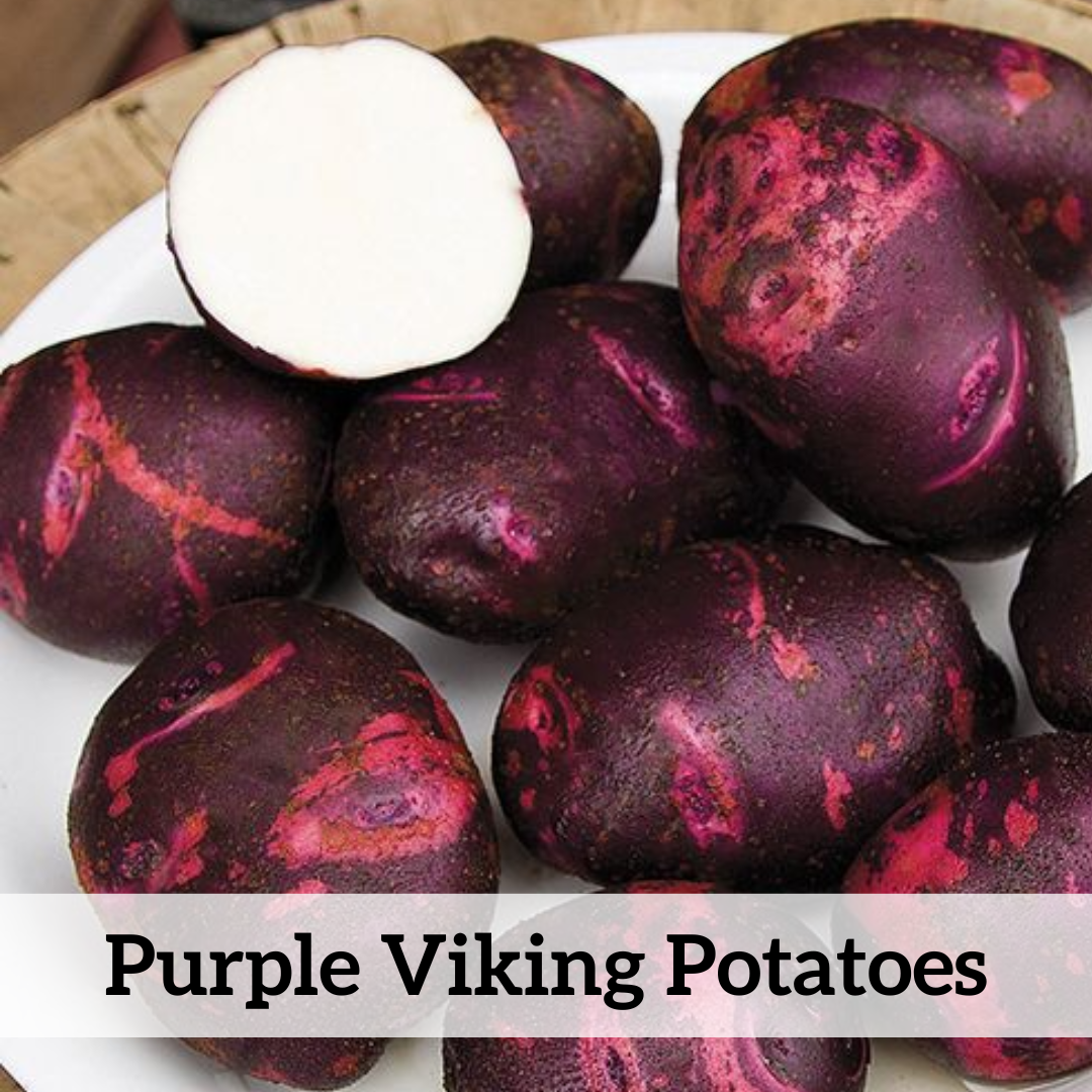 Your paragraph text (3).png