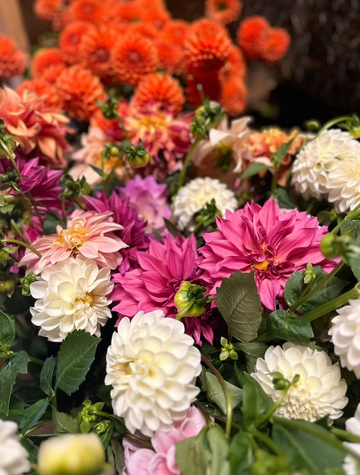 View recent photos (9).jpeg