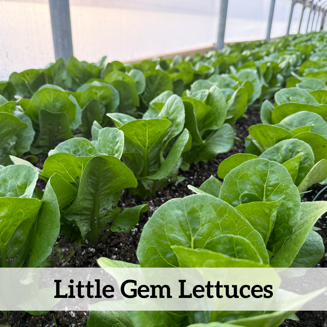 Your paragraph text (4).png