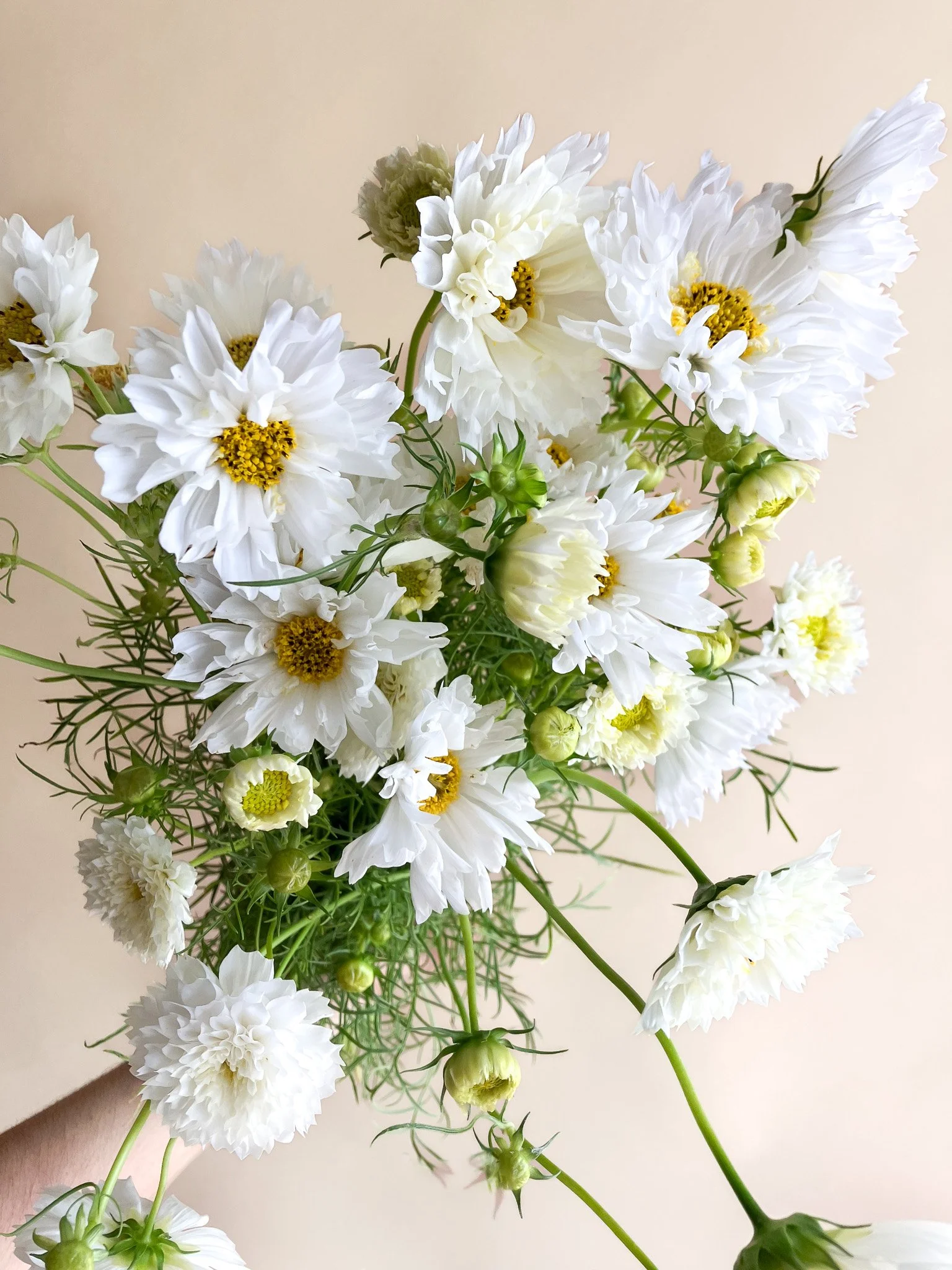 Cosmos-double-click-white-B.jpg