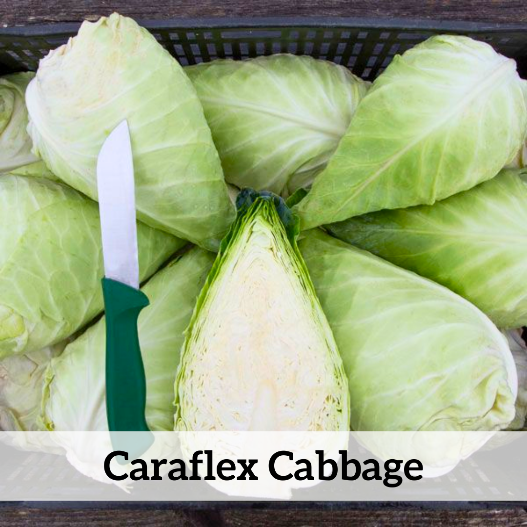 Your paragraph text.png