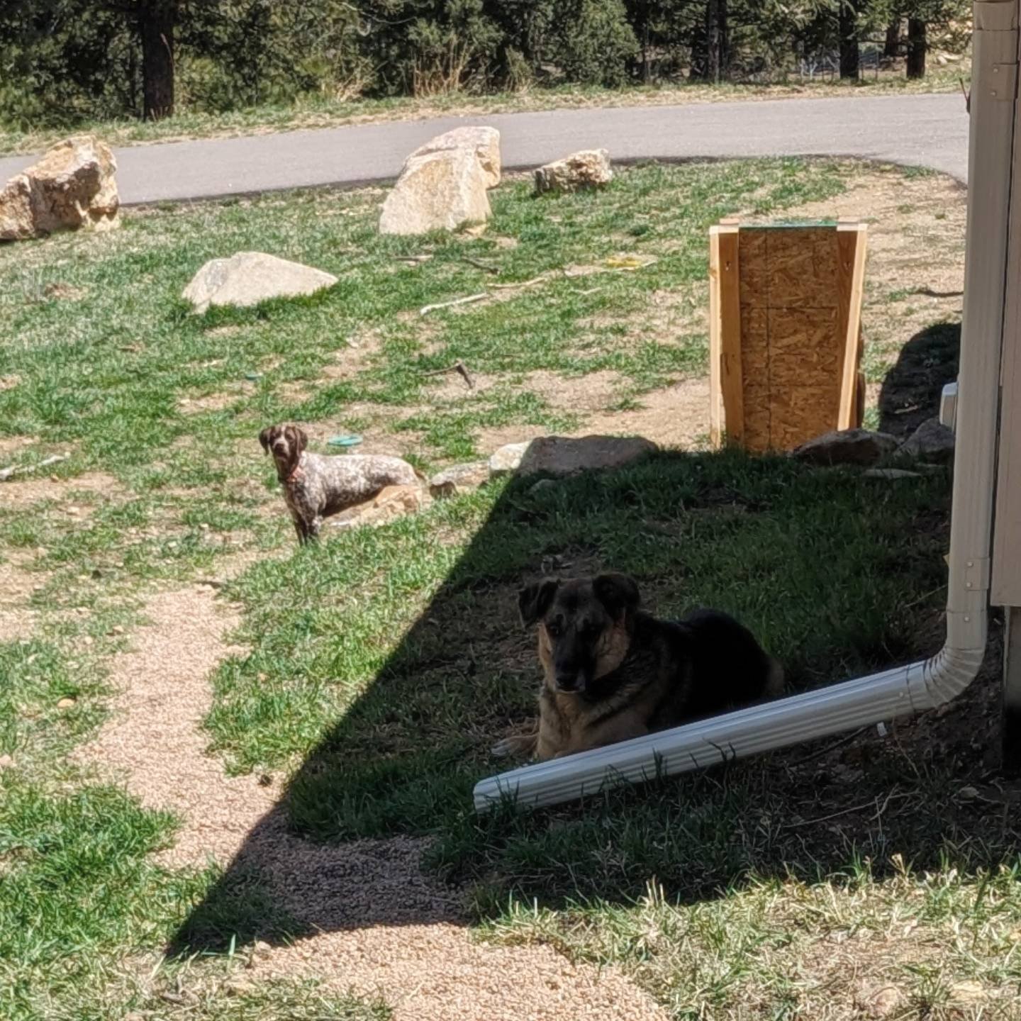 #dognamedshadow 

Should have named him Shadow bc he's always following me, and yet also always hiding in the shade. He was not made for Colorado heat 😅 

He tried to follow me out to the bees the other day but this was the closest patch of shade he