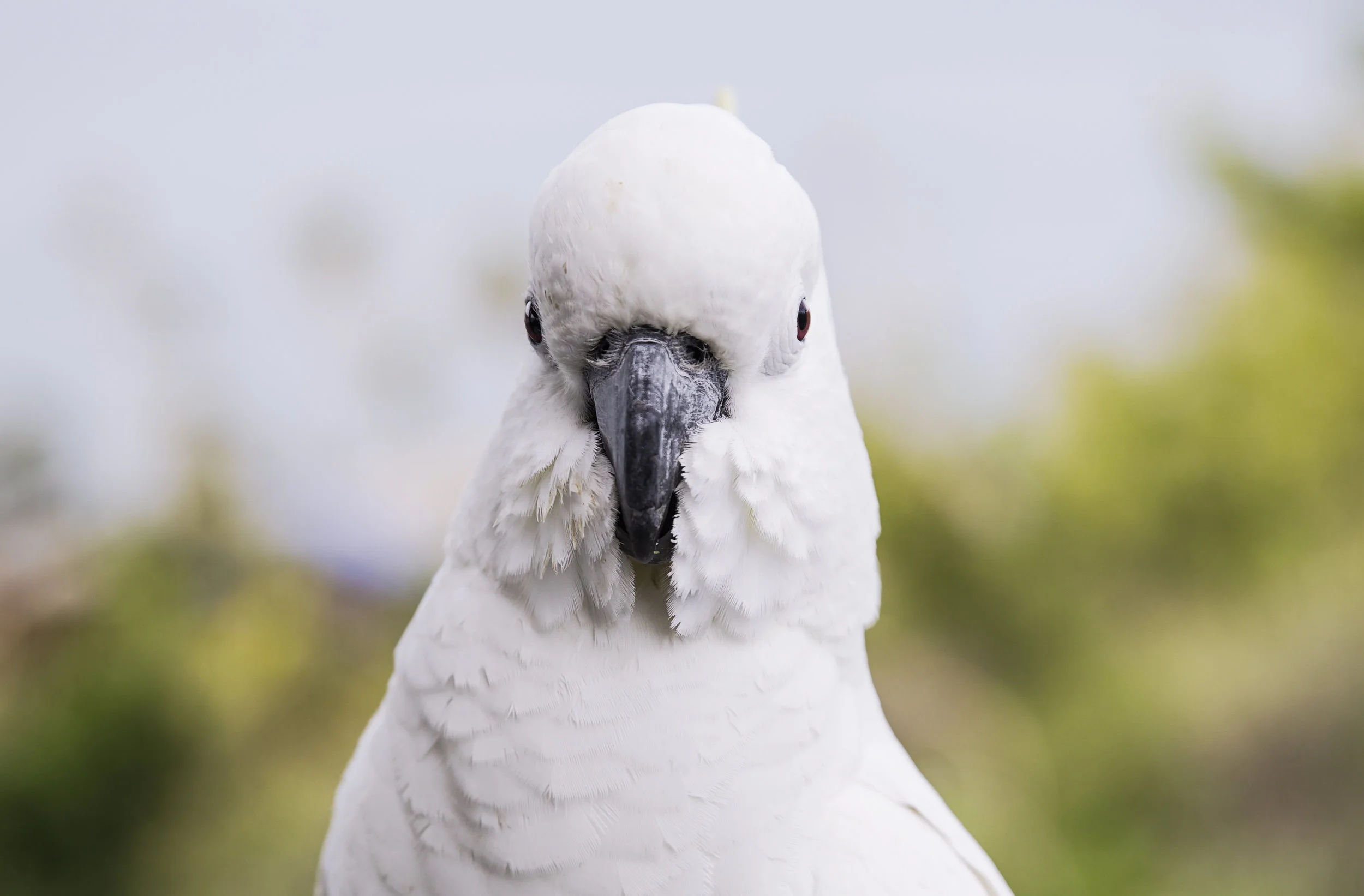 Cockatoo.jpg