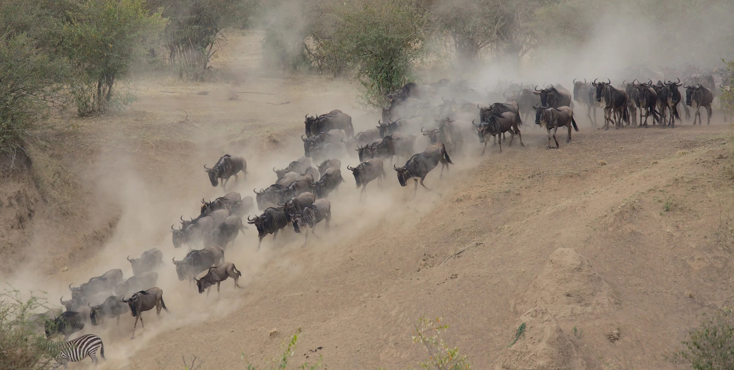 Powell’s trick to tempt a stampede
