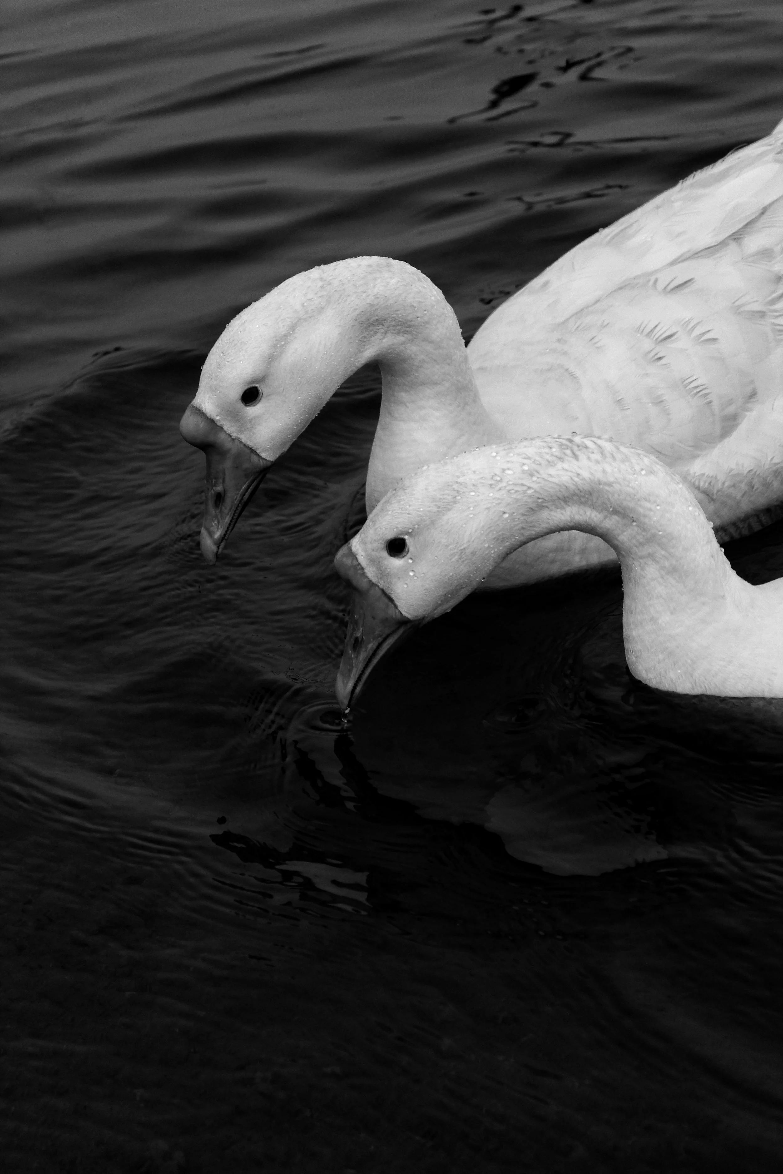 Black, silver and green swan events