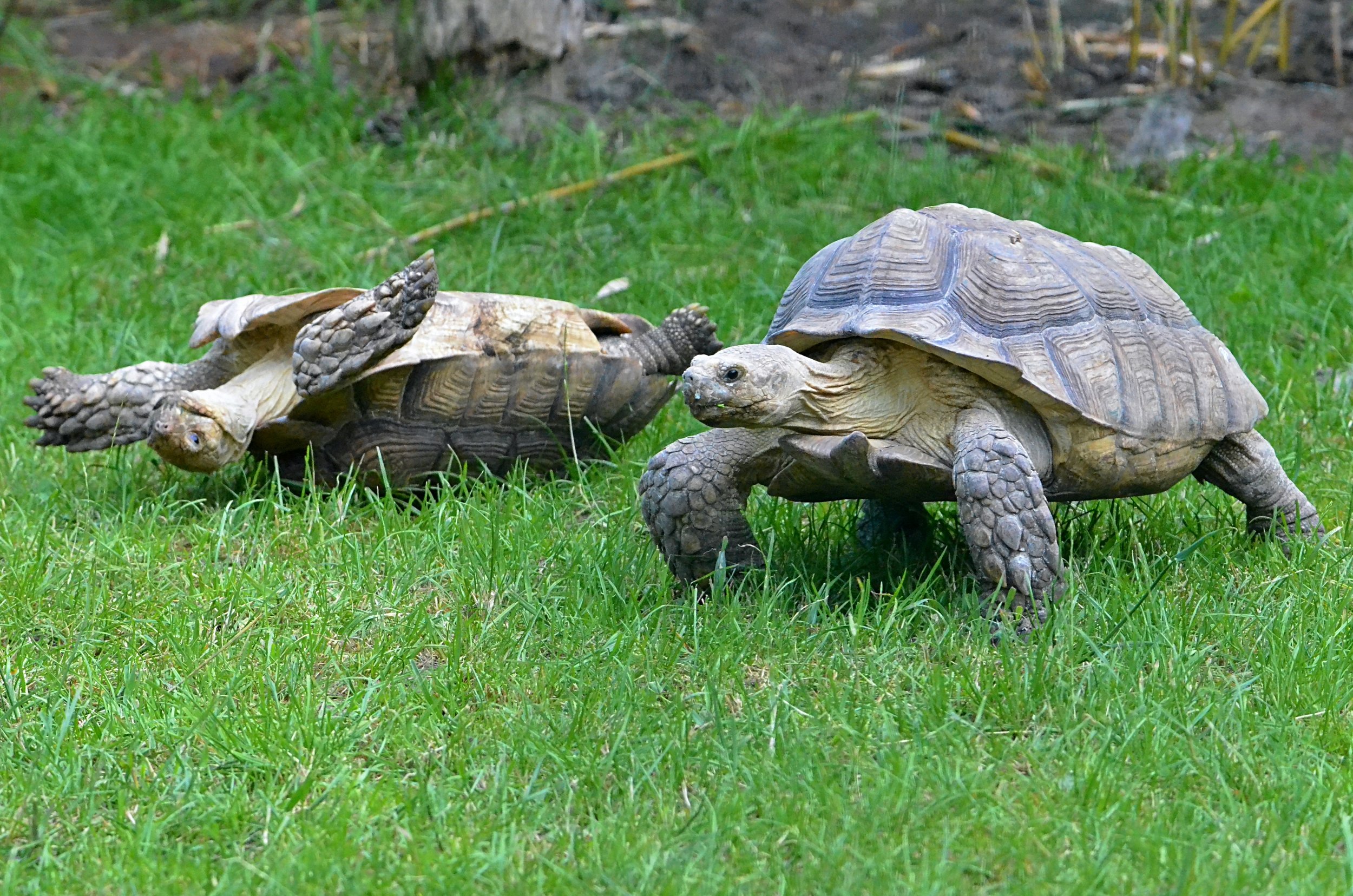 Tortoise Bank