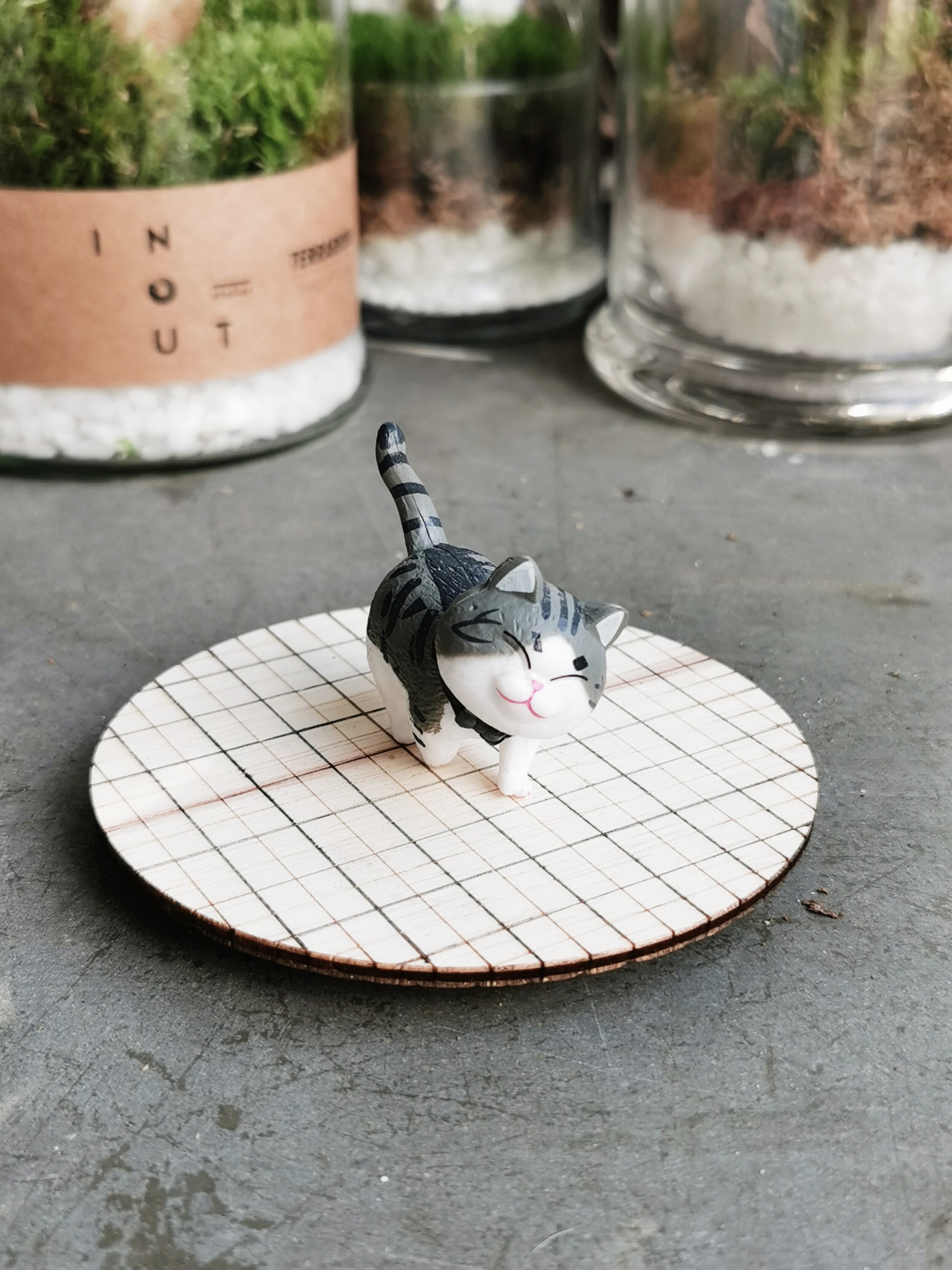 Overfed neighbourhood cat