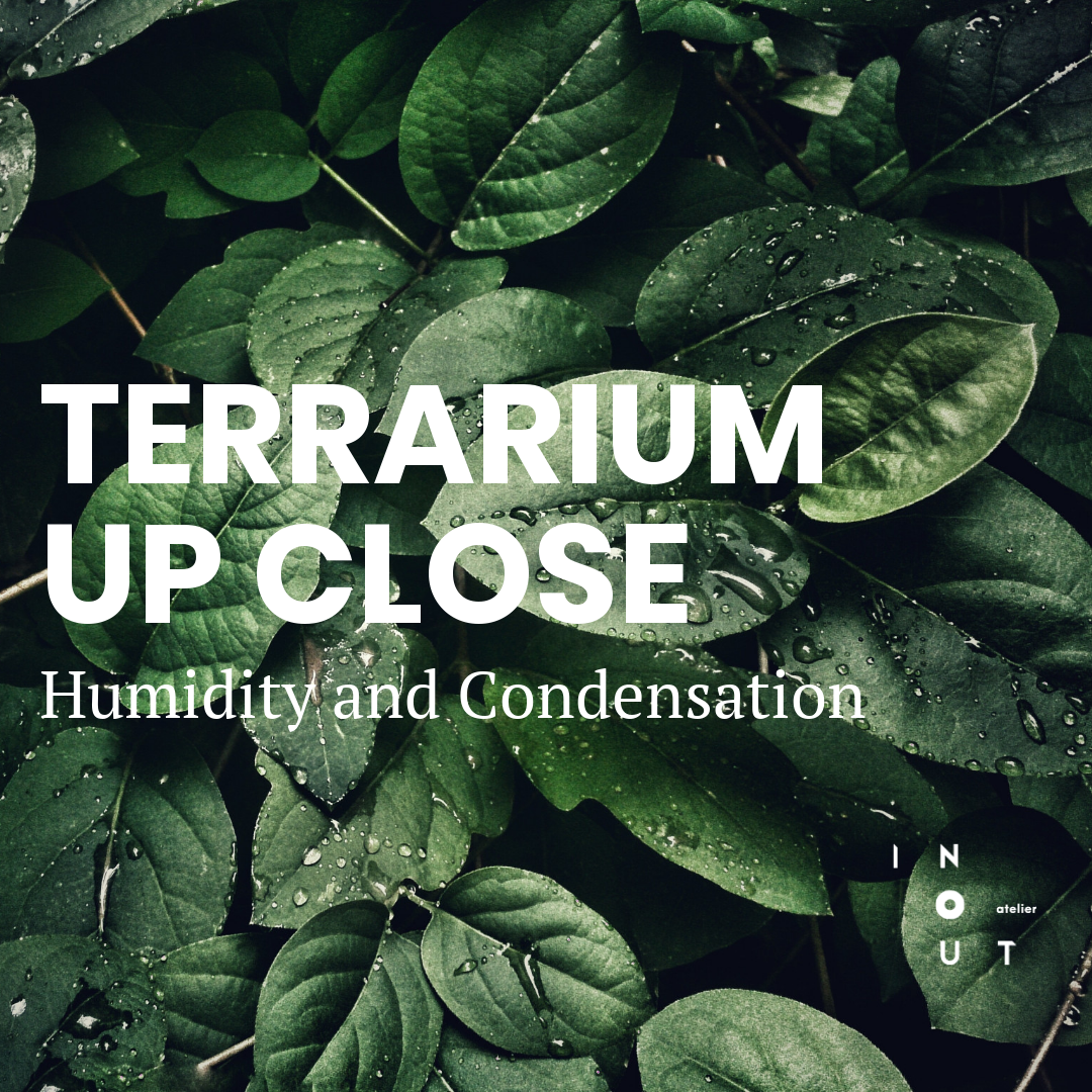 Terrarium Up Close - Humidity and Condensation