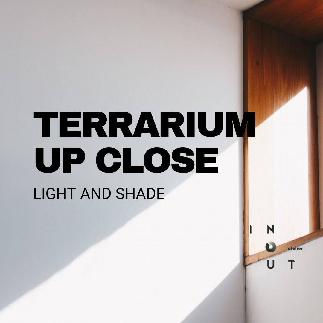 Terrarium Up Close - Light and Shade
