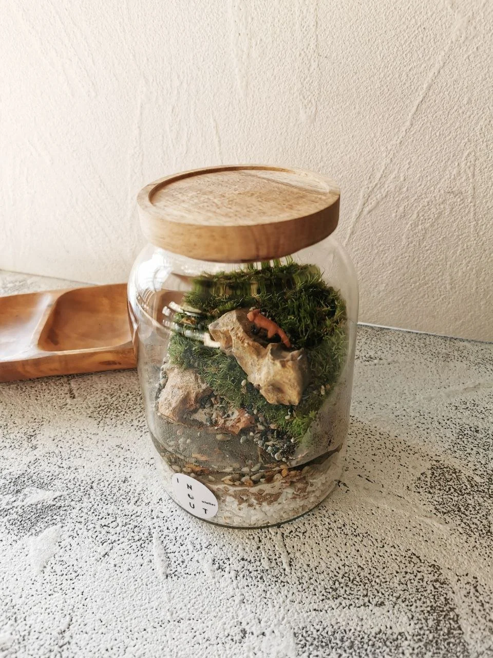 Acacia Laser Lid