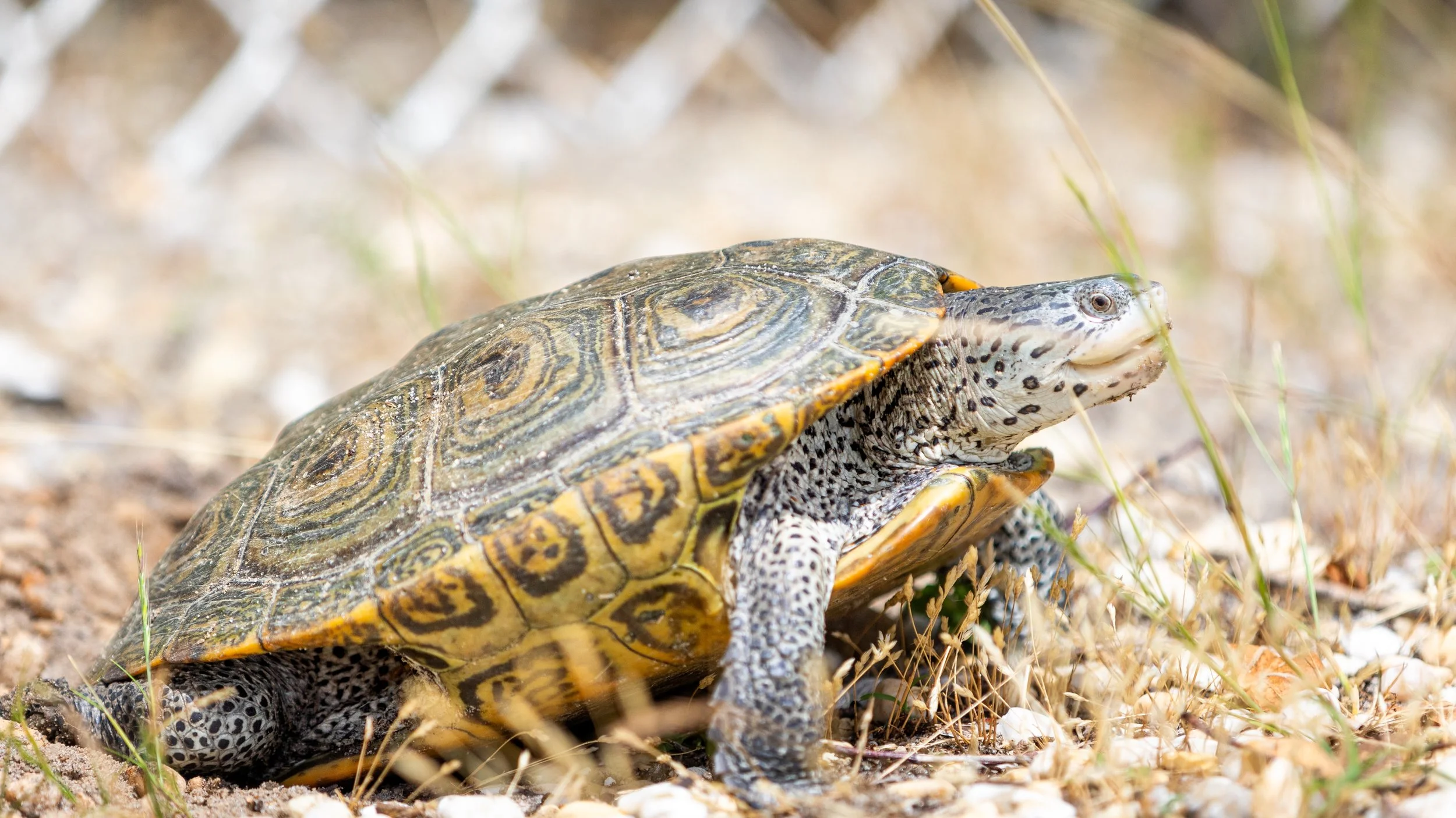 Diamondback Terrapin