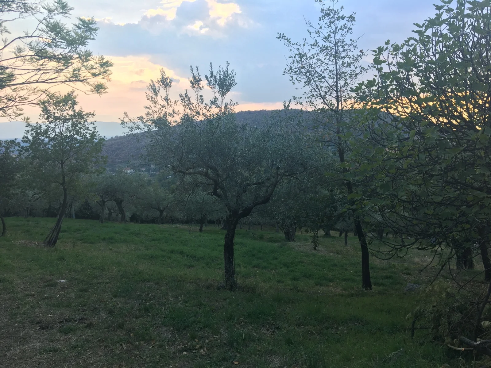 Exploring Her Roots: Brianna Mancuso’s Story