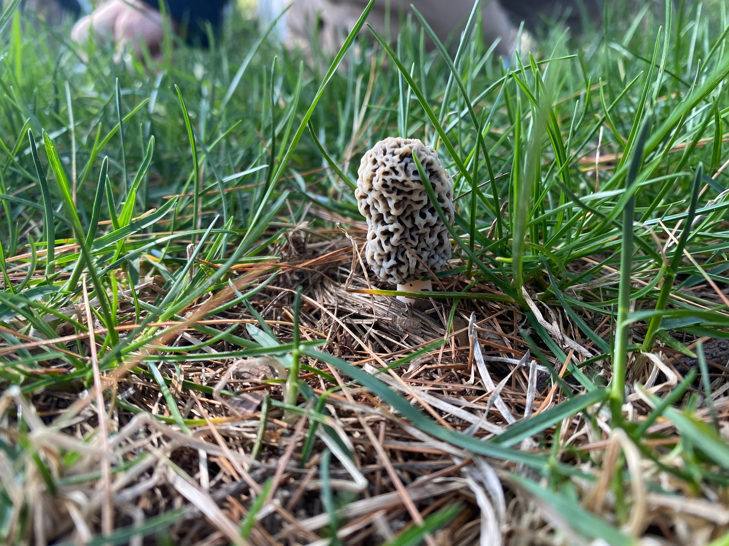 The Complexity of Rare Morel Mushrooms  