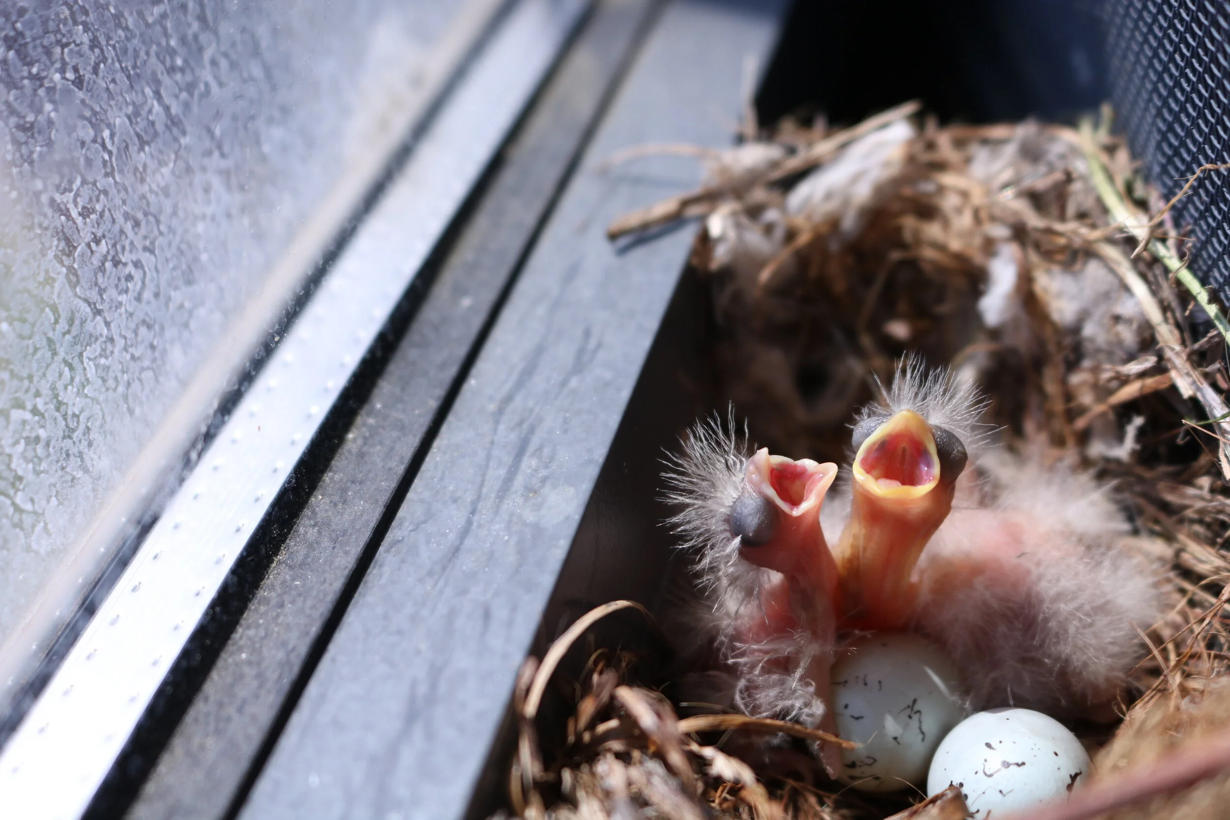  Chicks Raised in Tom &amp; Mary Ward Hall 