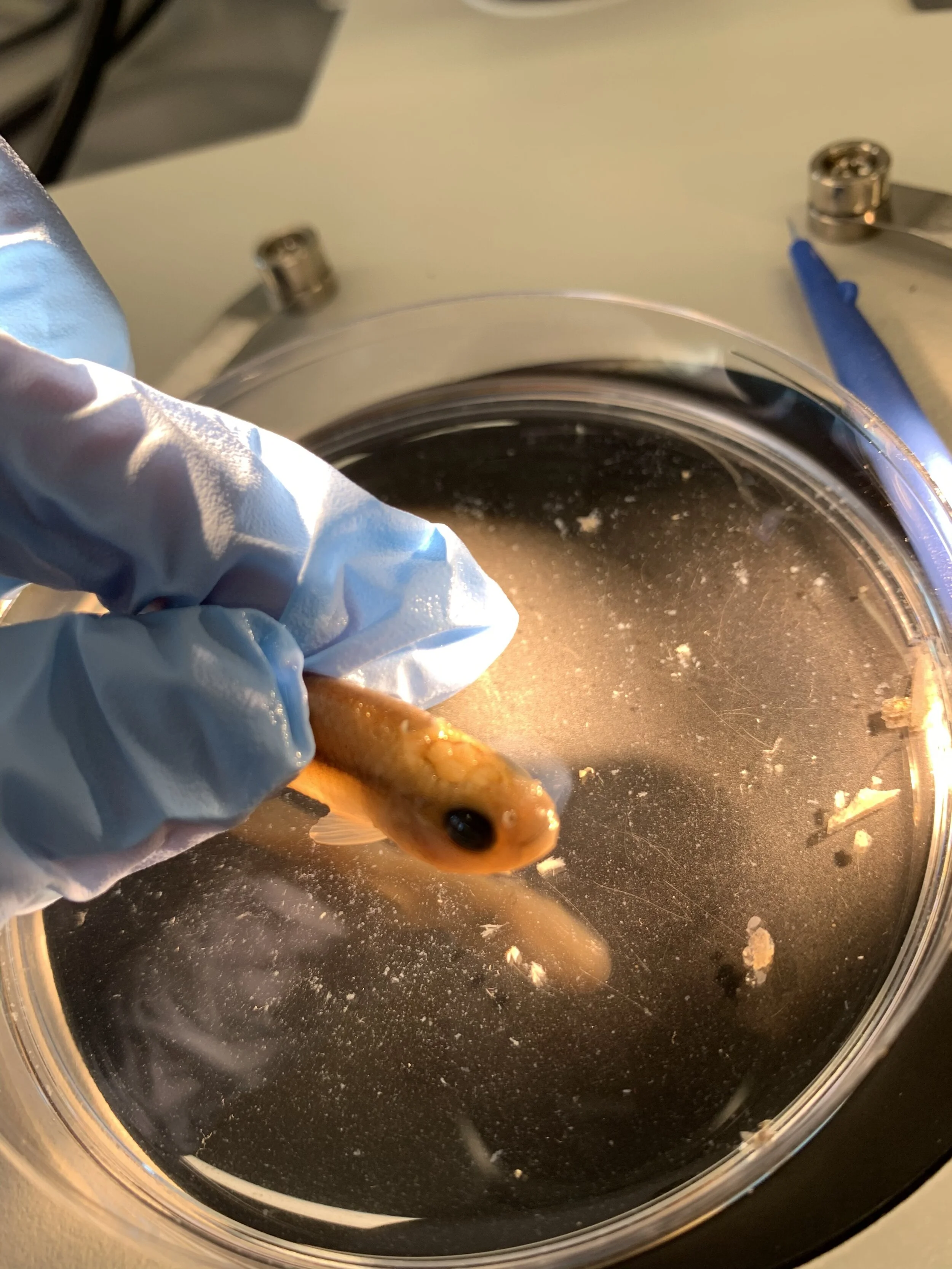 Marist College Biology Students Highlight the Research Collaborations with their Professors