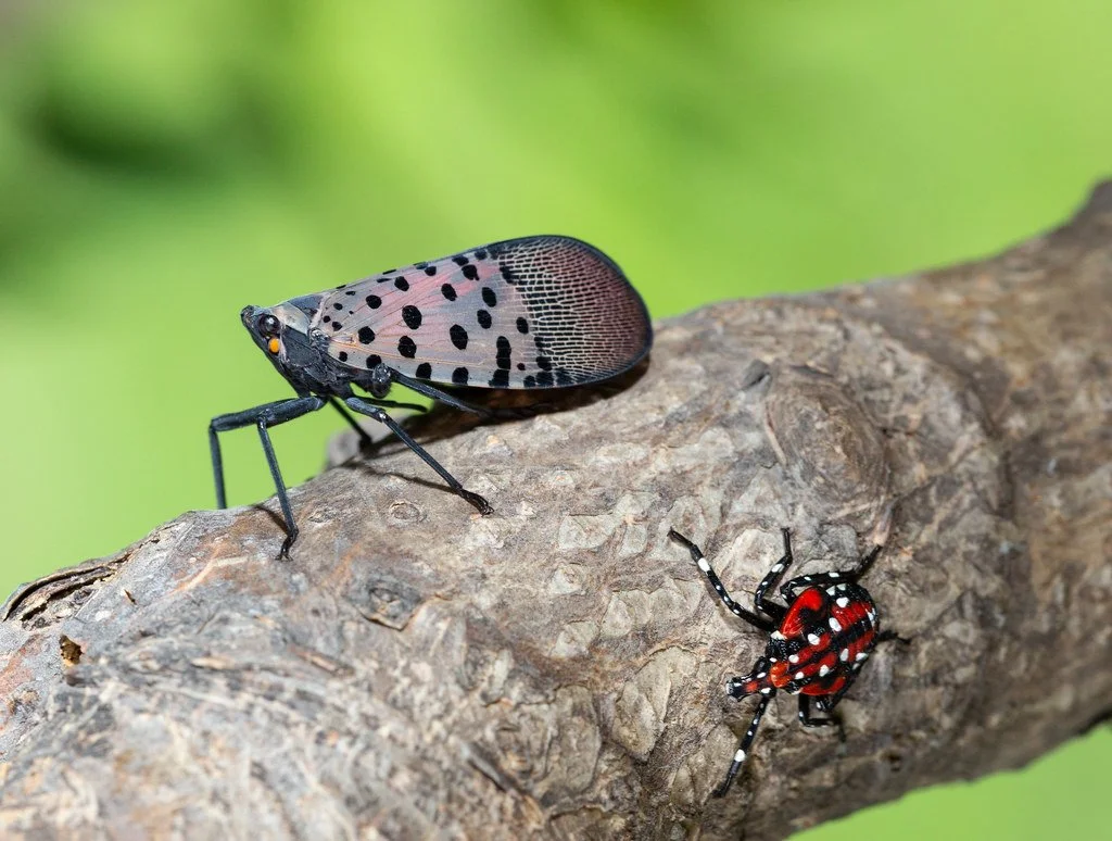 Spotted Lanternfly Puts Hudson Valley Vineyards on High Alert