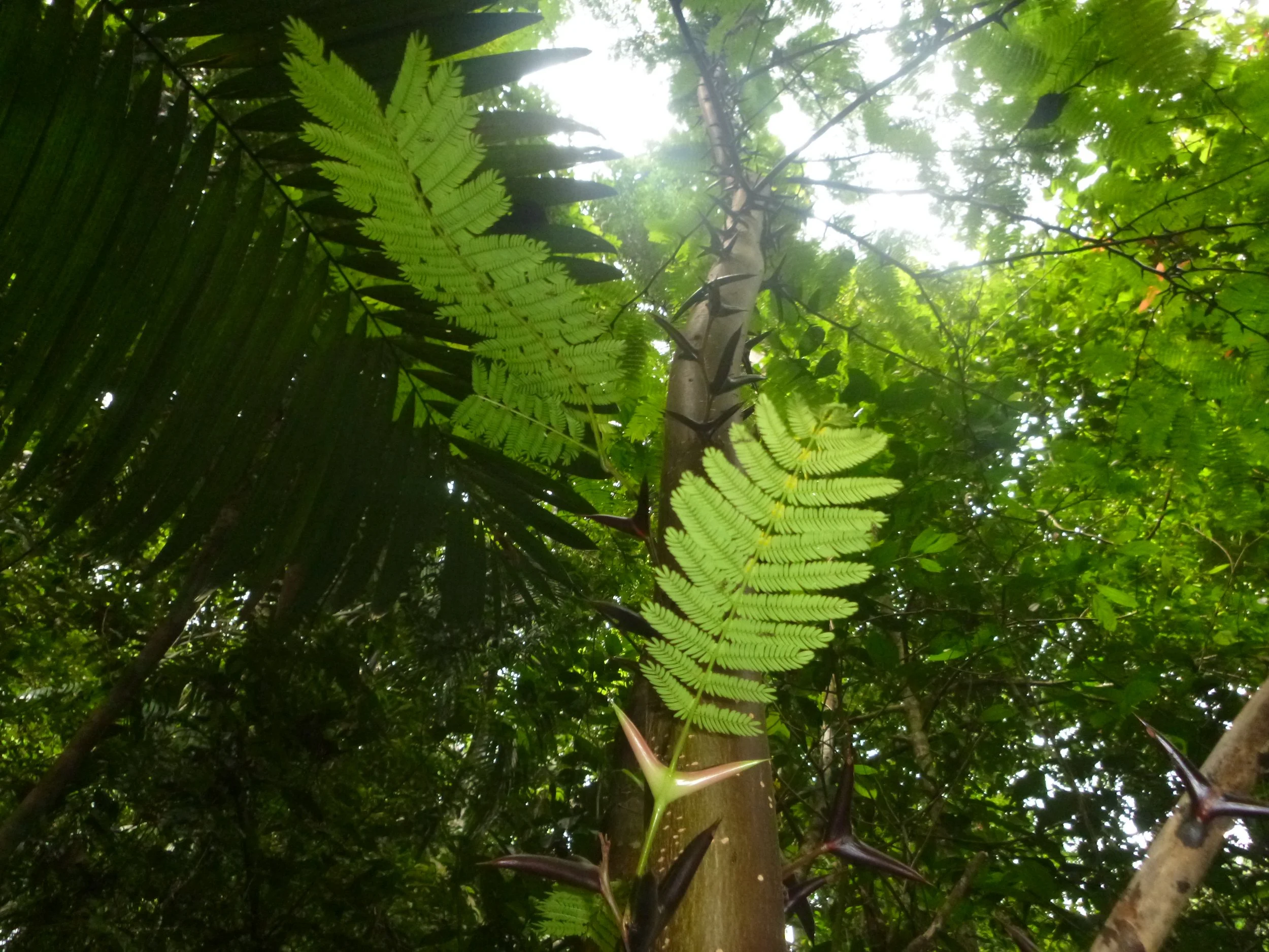 When Conserving Tropical Trees, Remember the Herbivores
