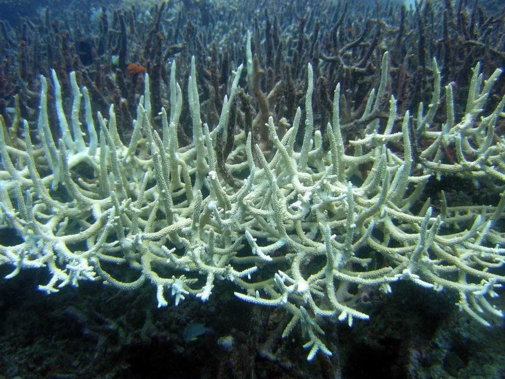 Coral Bleaching, Explained