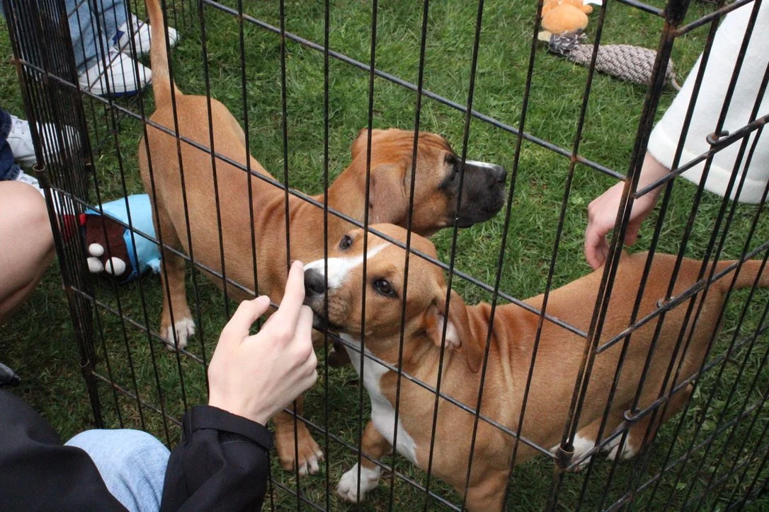 Furry Friends for Finals Week