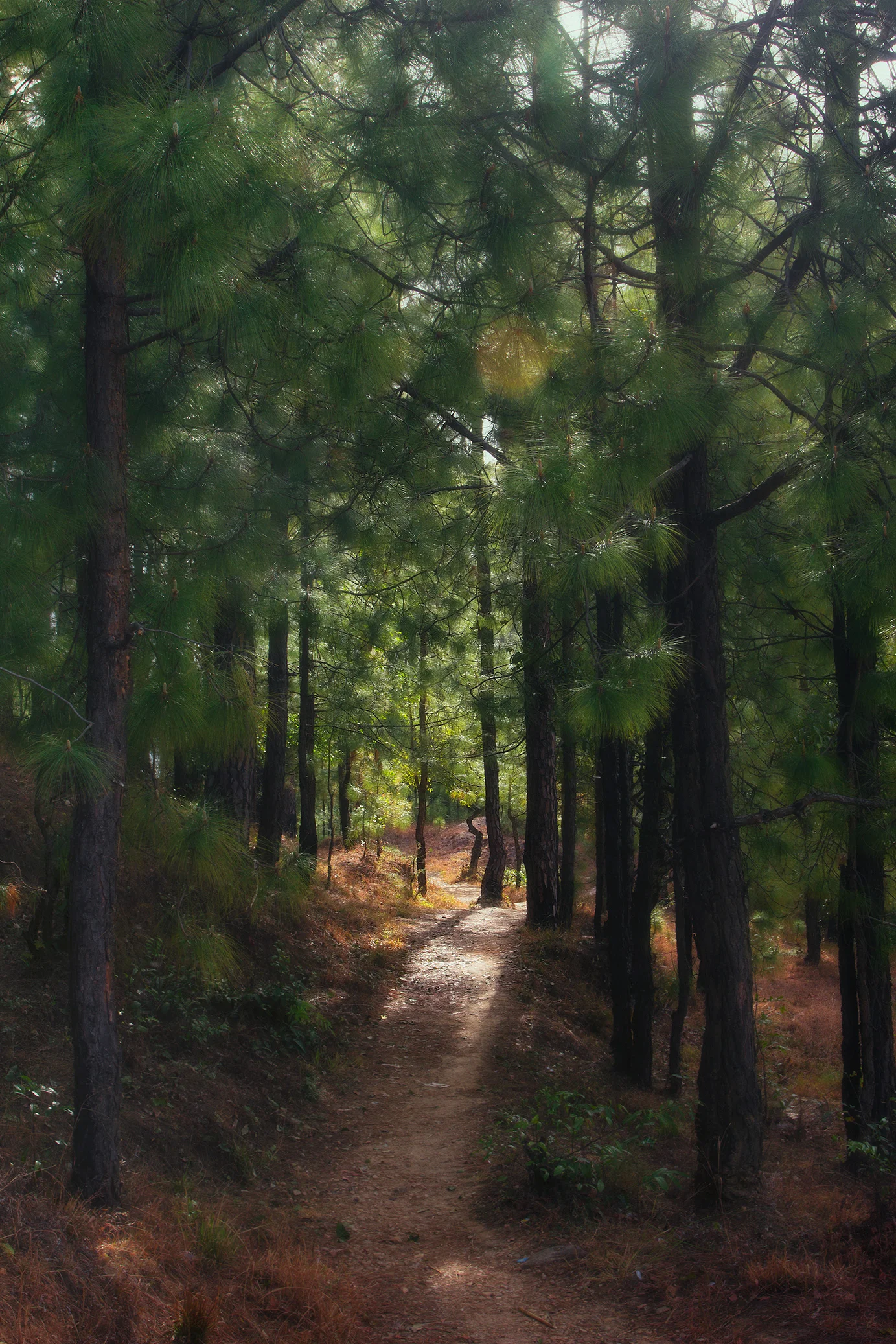 Forest.jpg