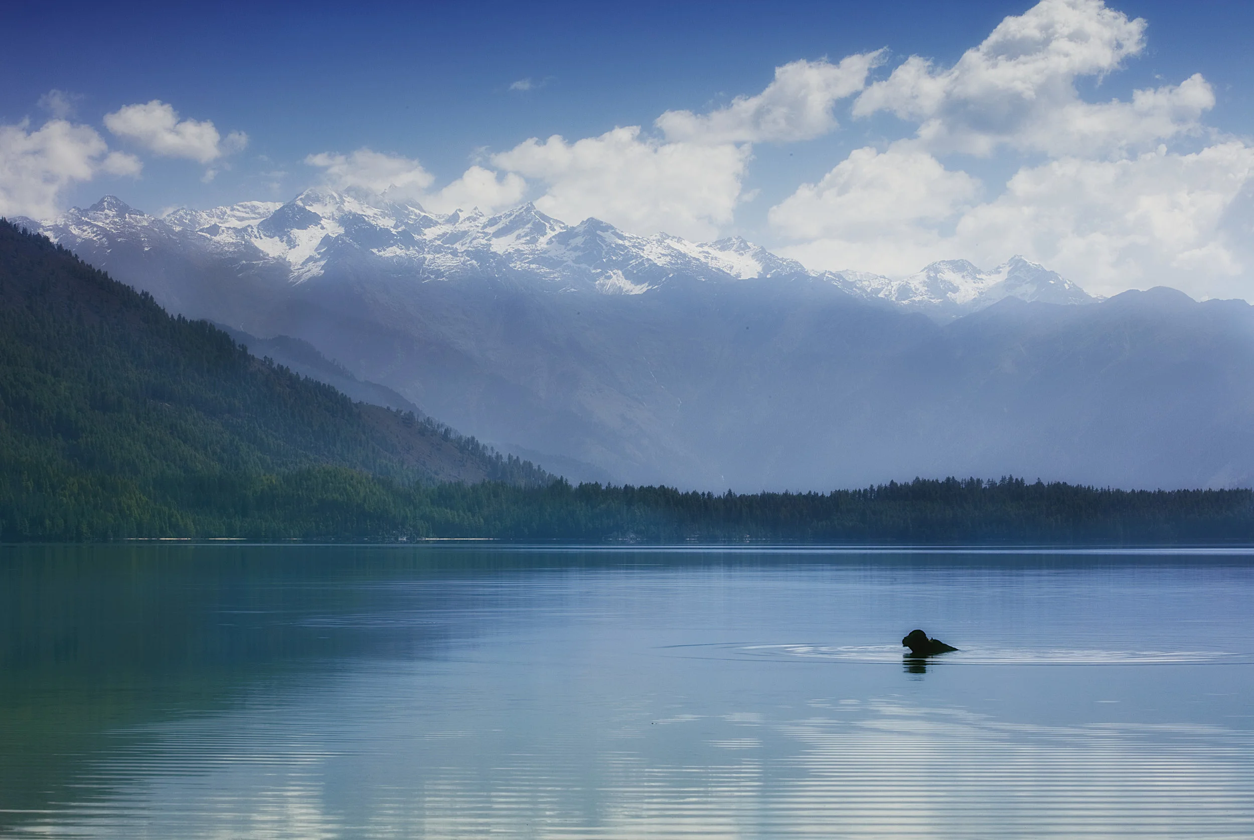 1-1 Buffalo in Rara [Color].jpg