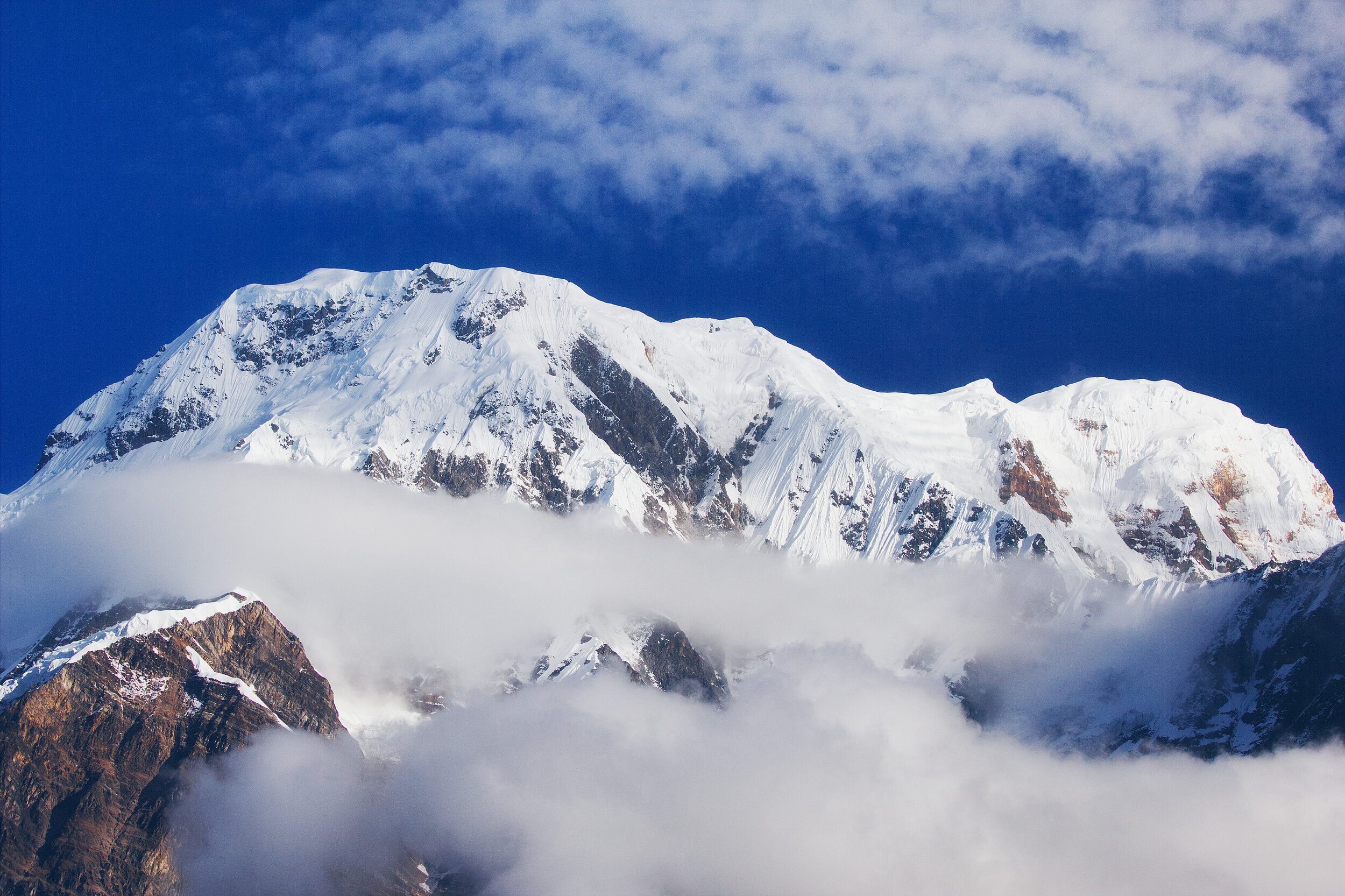 5 Annu close up.jpeg