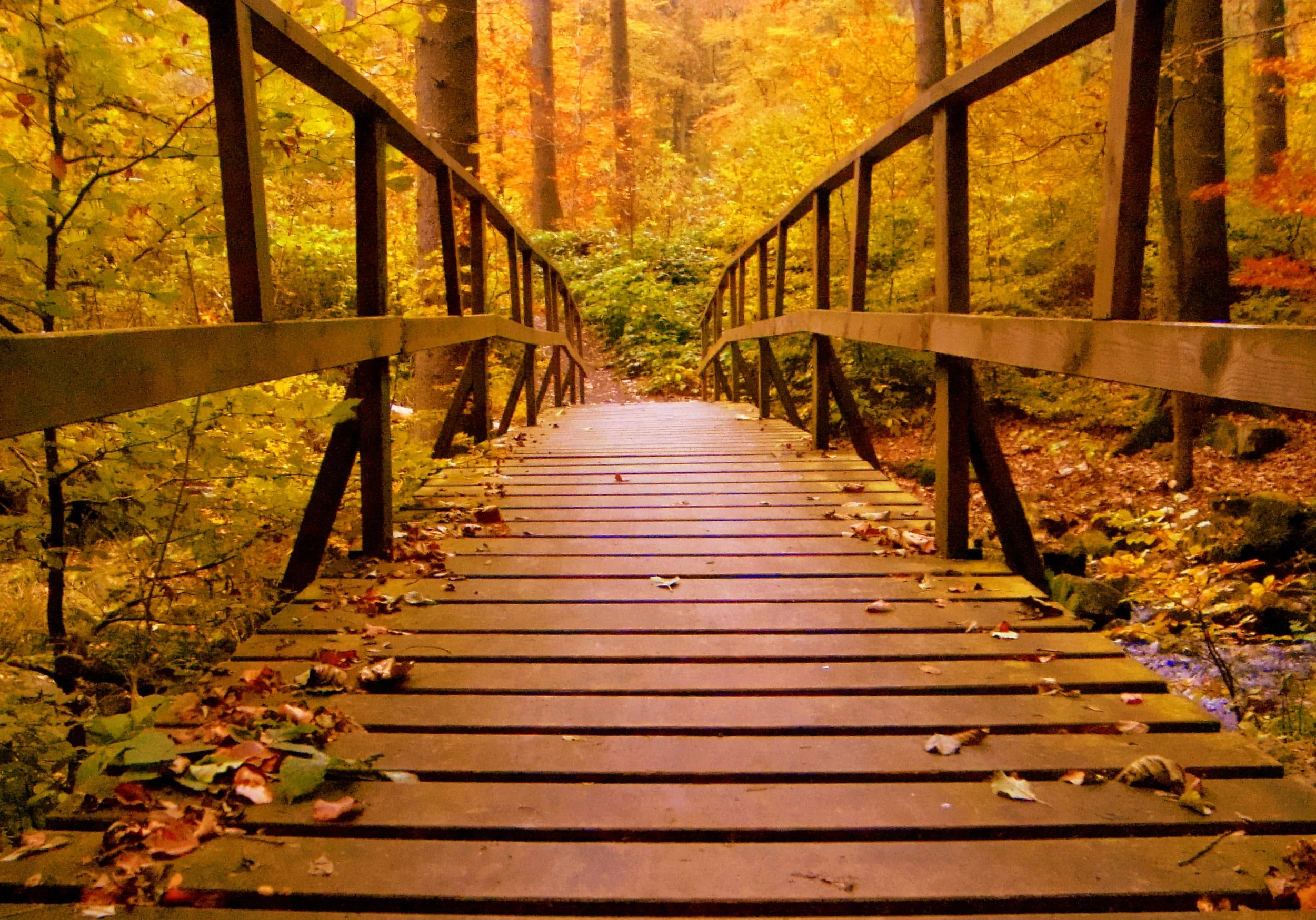 autumn-autumn-leaves-bridge-638481.jpg