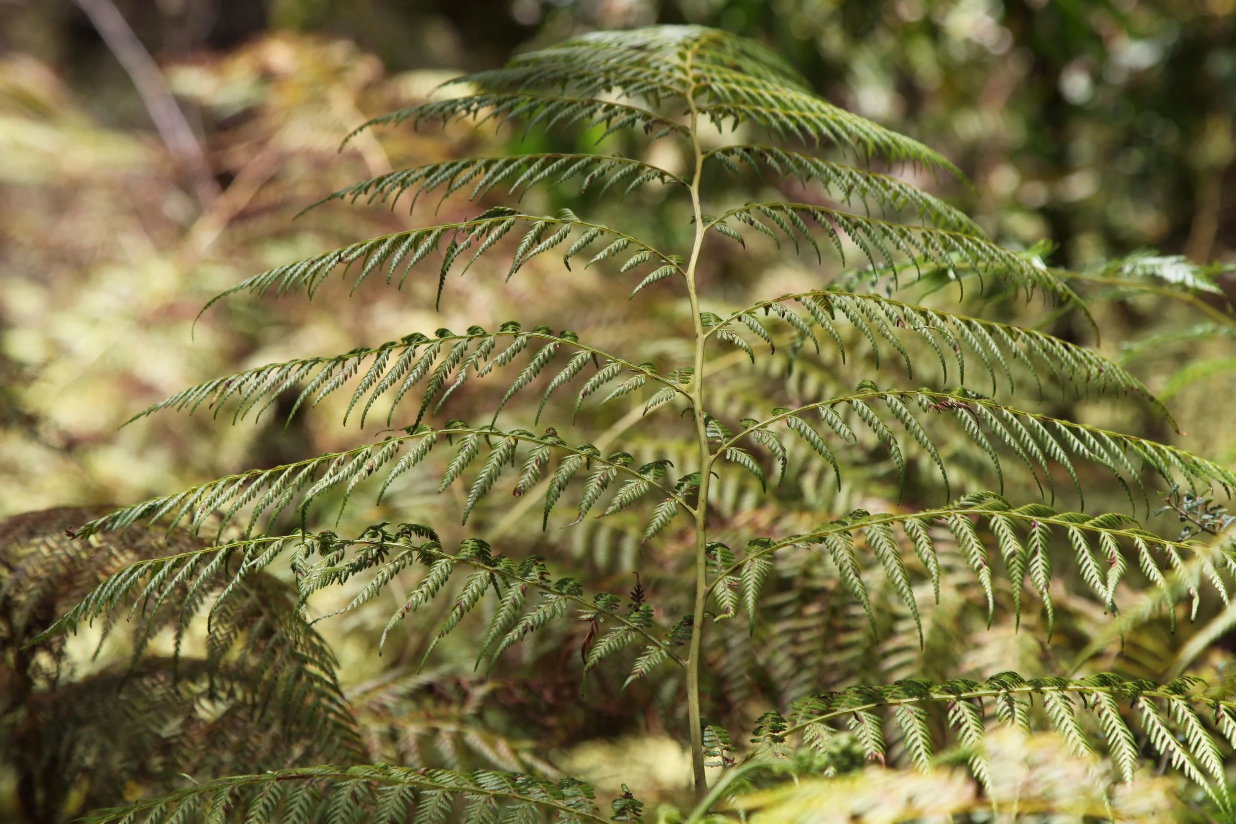 more-fern-blackheath.jpg