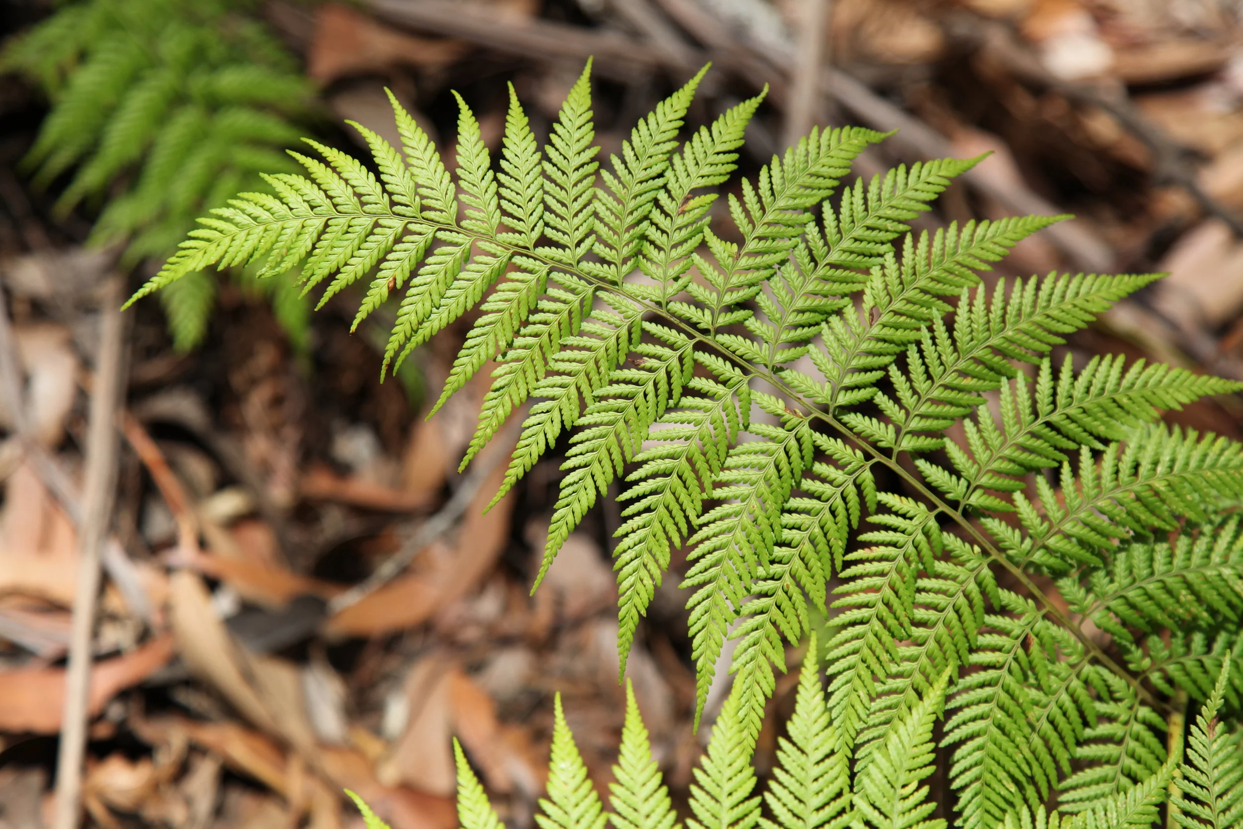 fern-blackheath.jpg