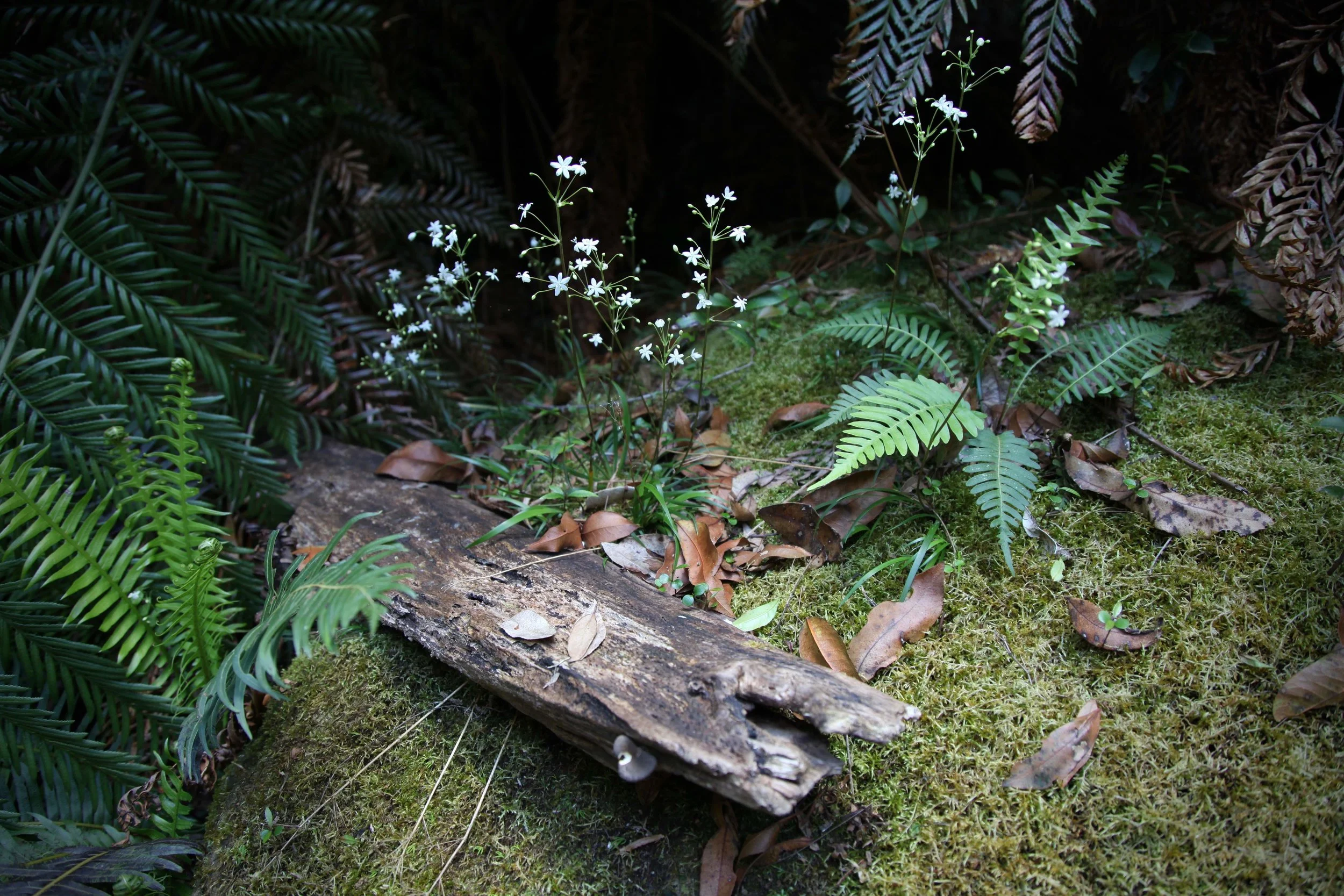 Blue Mountains National Park is home to many fantastic day hikes.