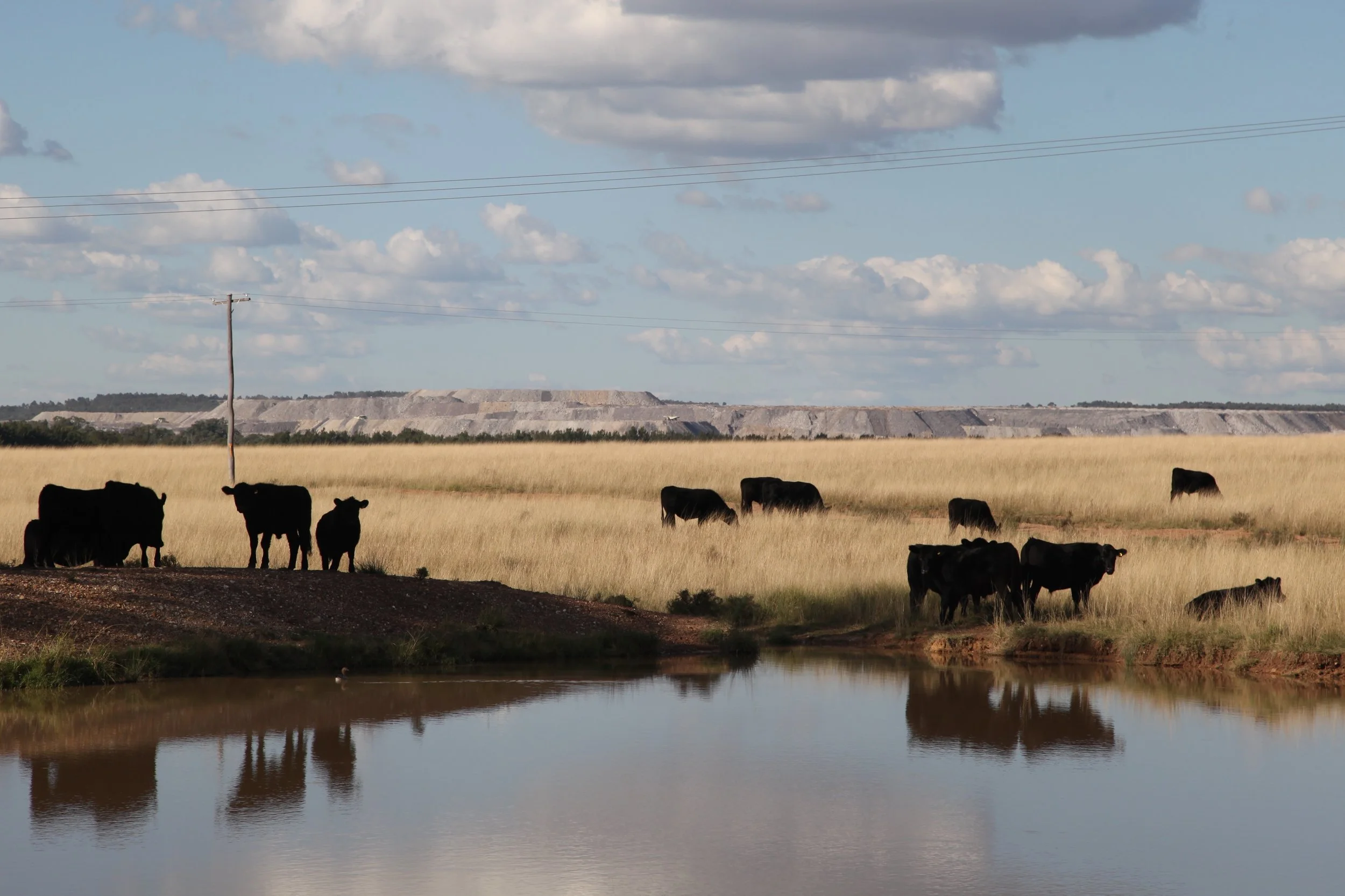 cows-coal.jpg