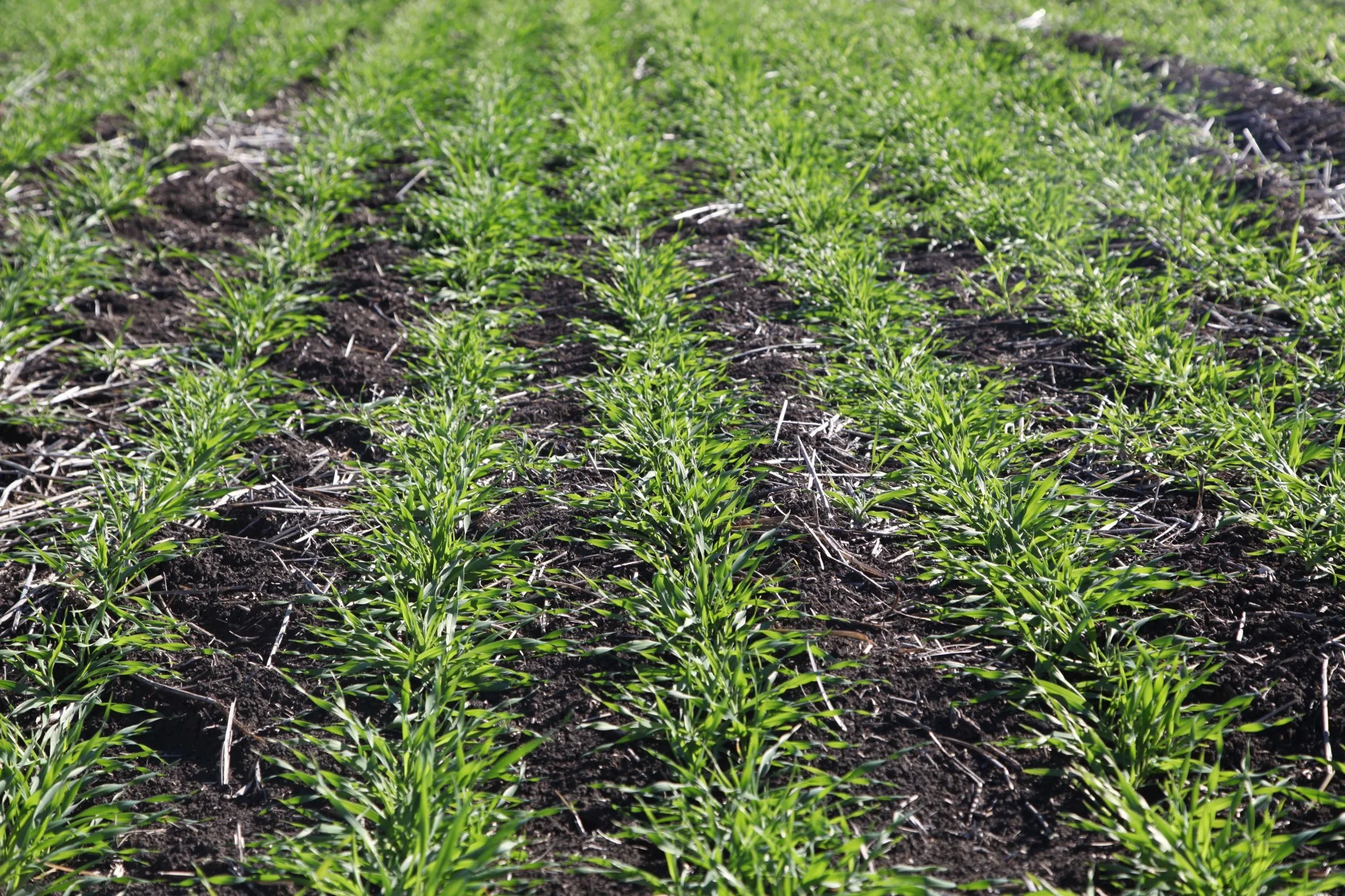 Crops on Liverpool Plains farm land.