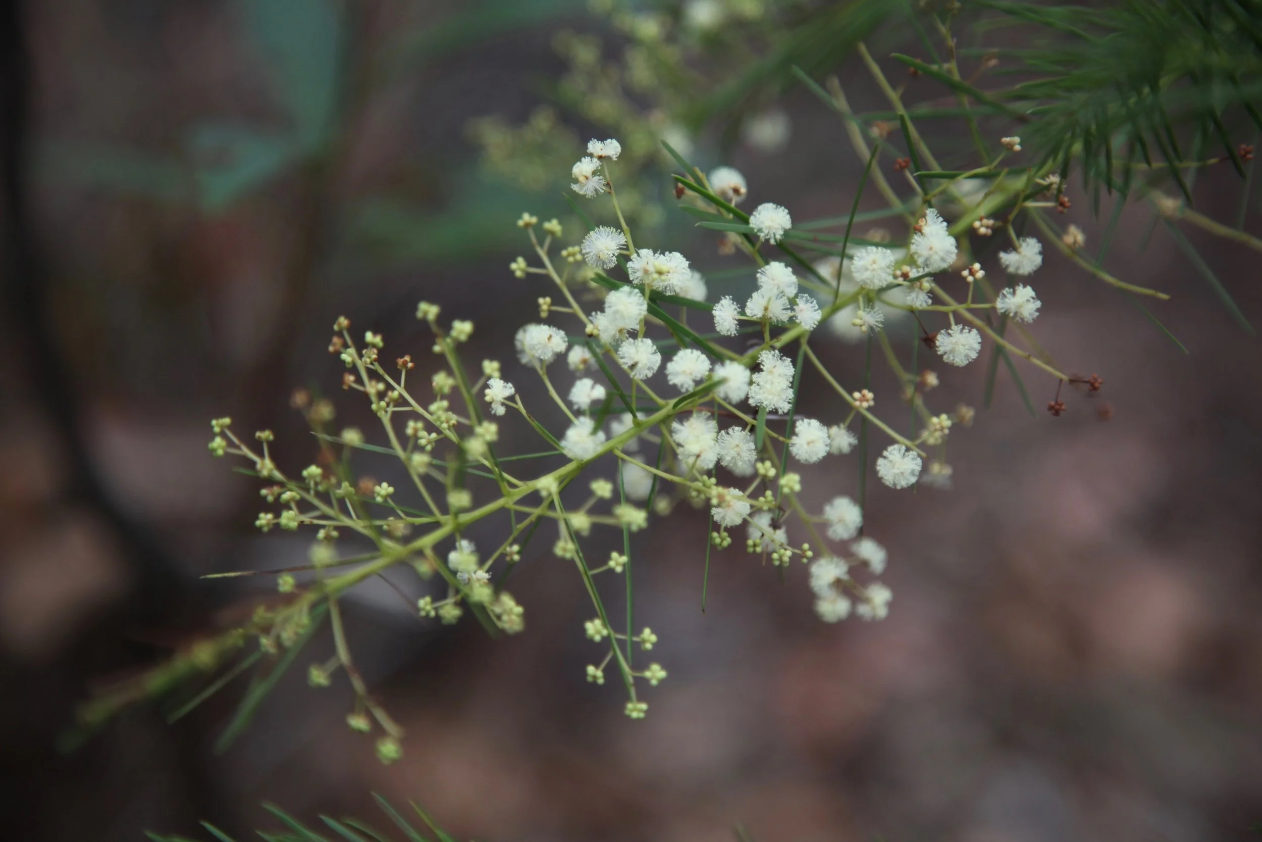 karloo-uloola-track-plant.jpg