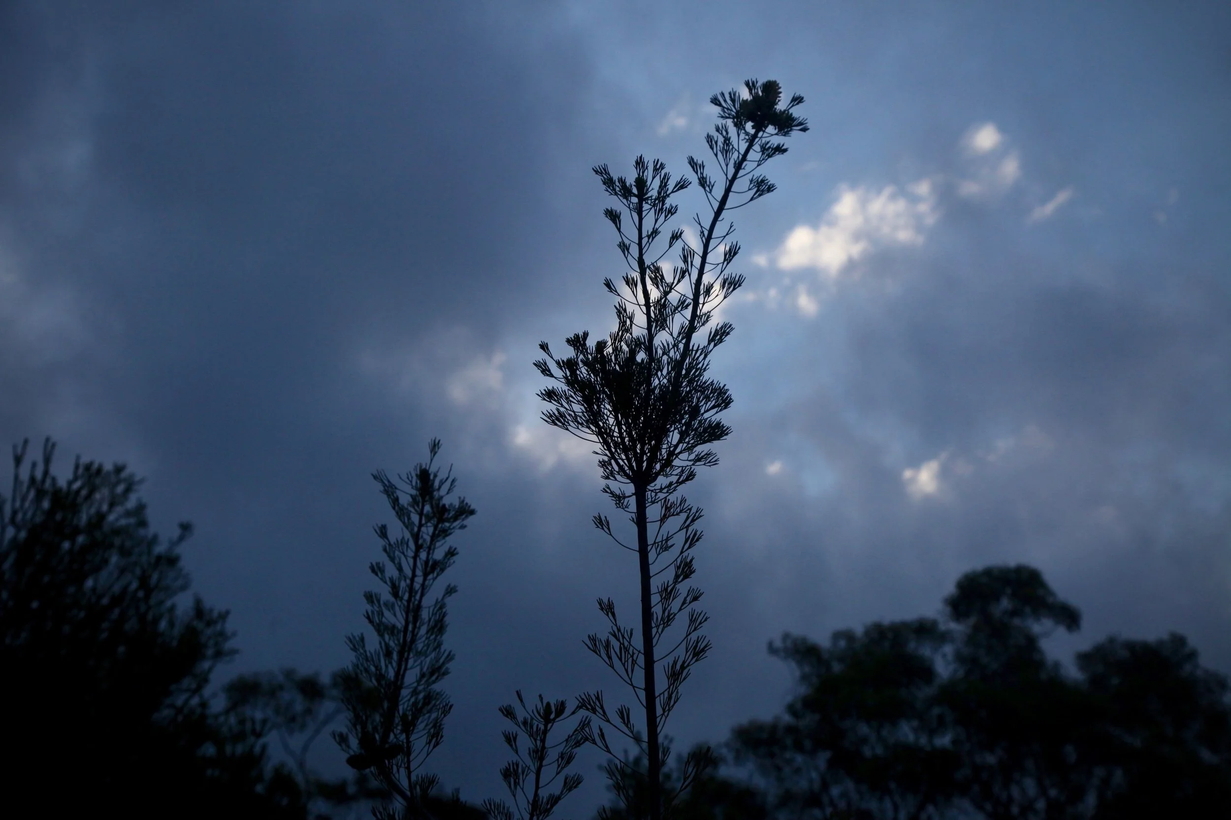 royal-national-last-light.jpg