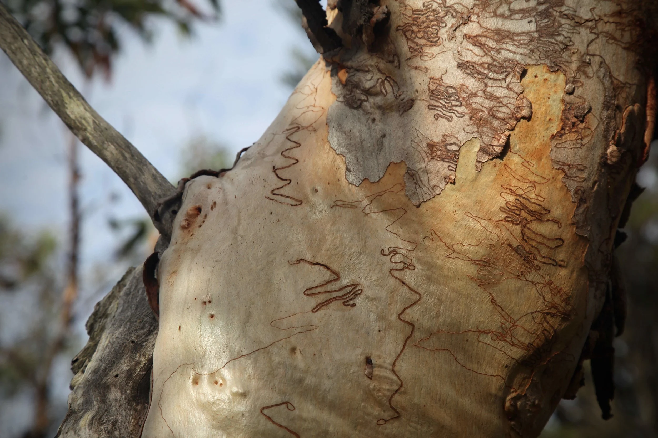 Scribbly gum trees are everywhere on the Karloo and Uloola tracks through Royal National Park between Heathcote and Waterfall.