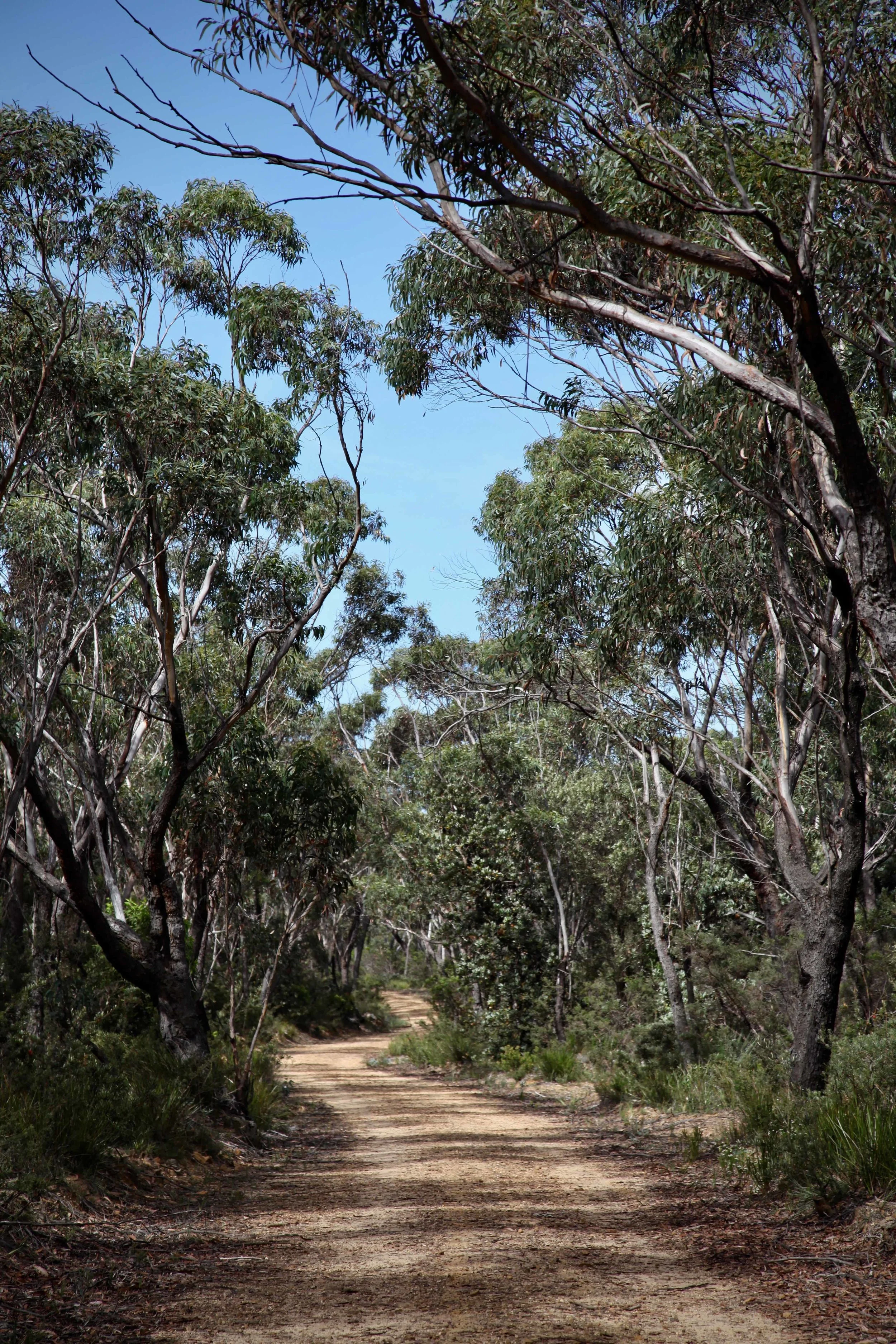 Narrow Neck trail at Katoomba in the Blue Mountains.