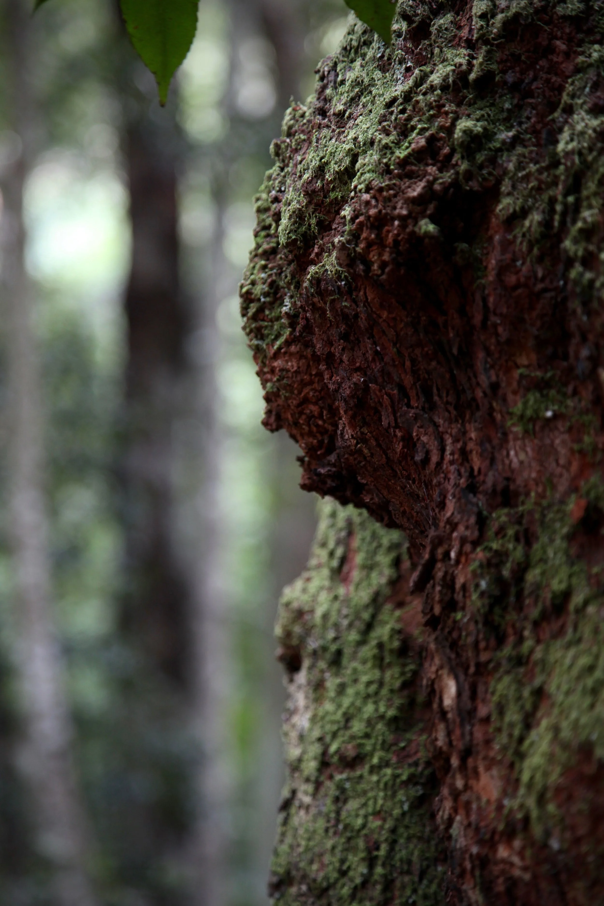 leura-tree.jpg