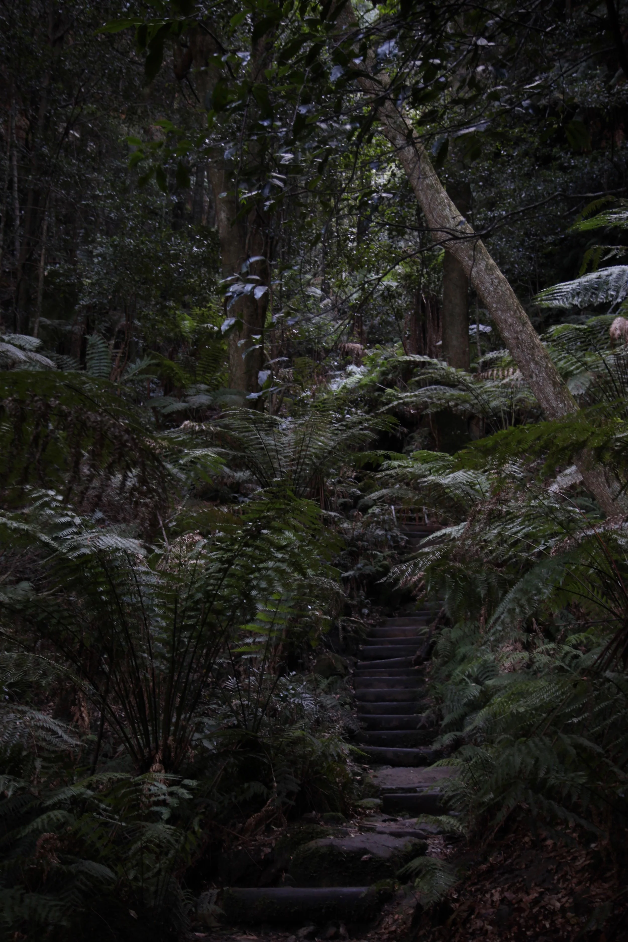Leura in the Blue Mountains National Park.