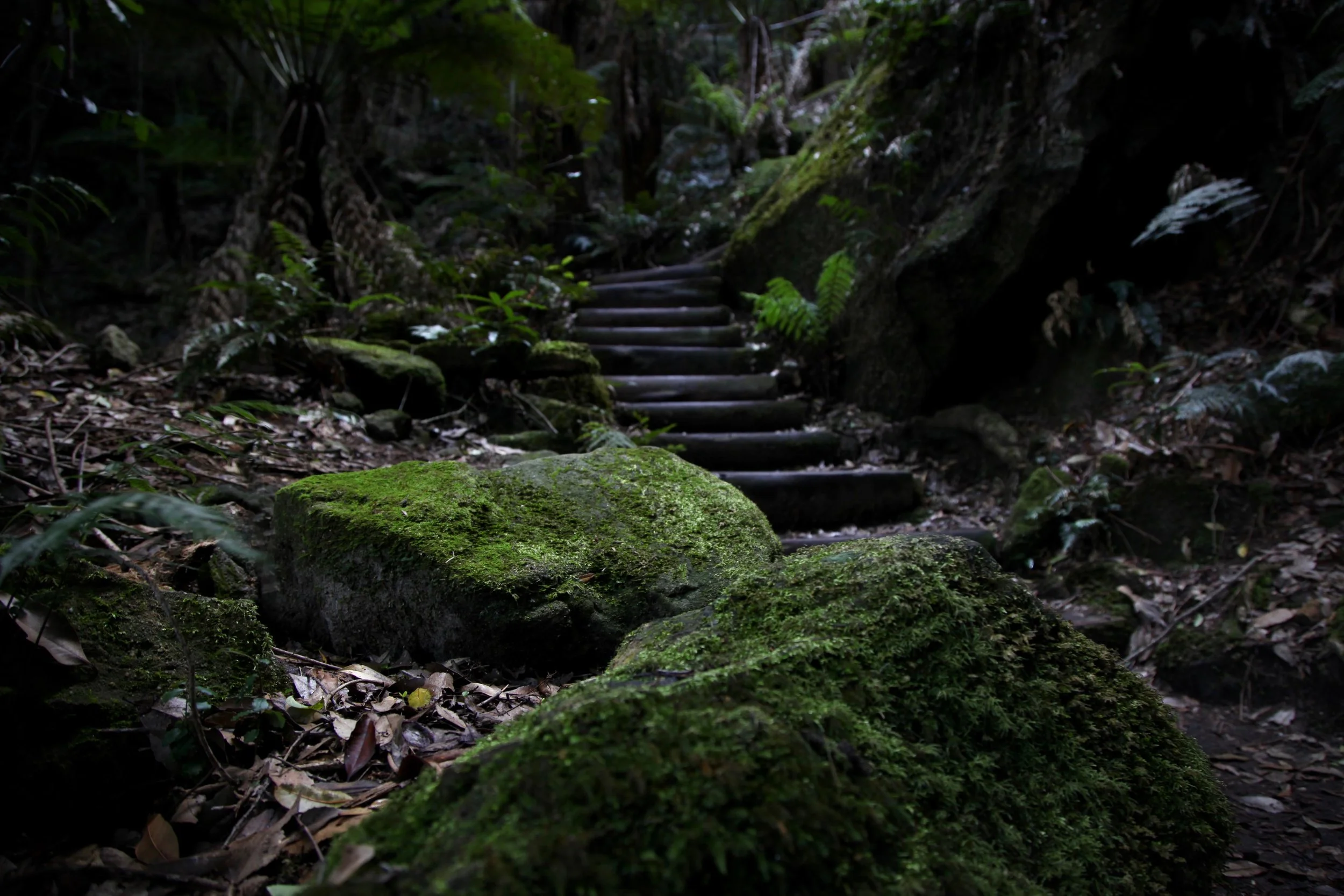 leura-forest-jamison-valley.jpg