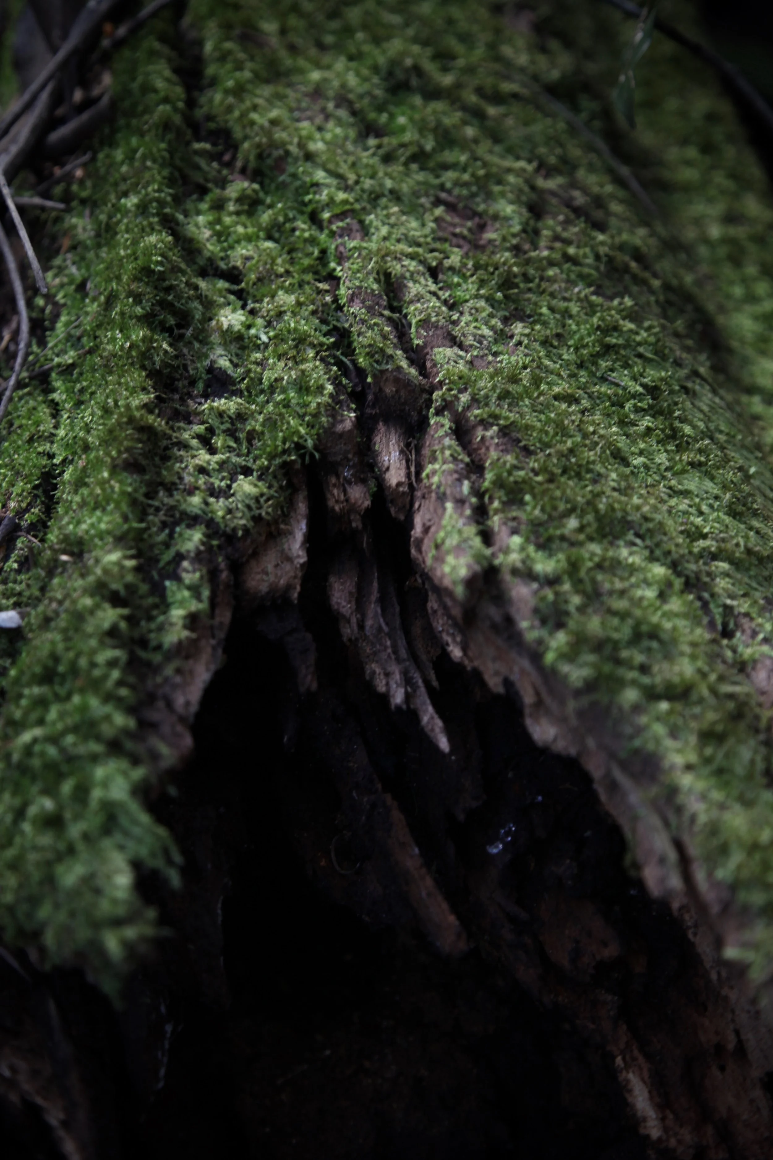 moss-log-leura-forest.jpg