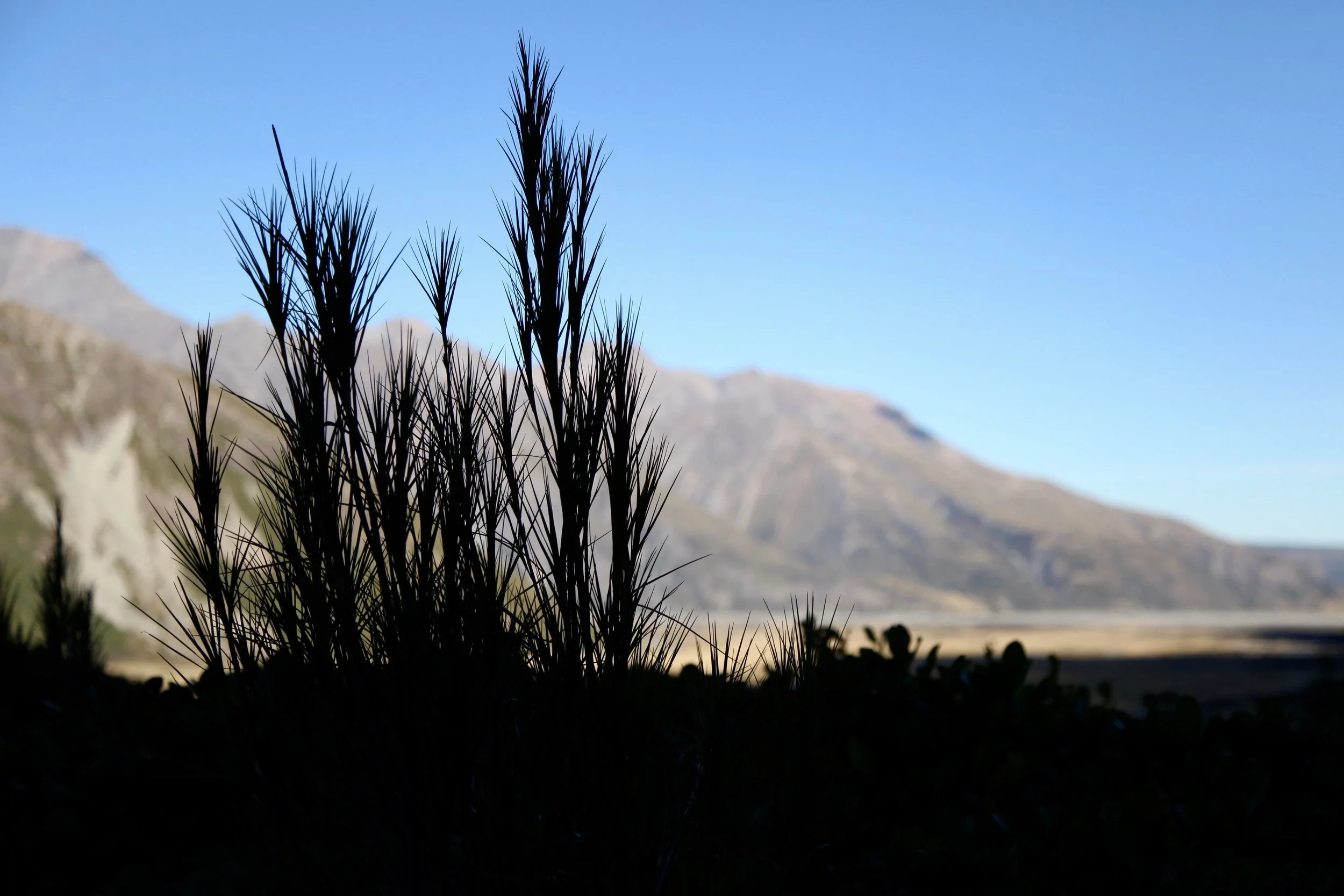 sealy-tarns-track-mt-cook.jpg
