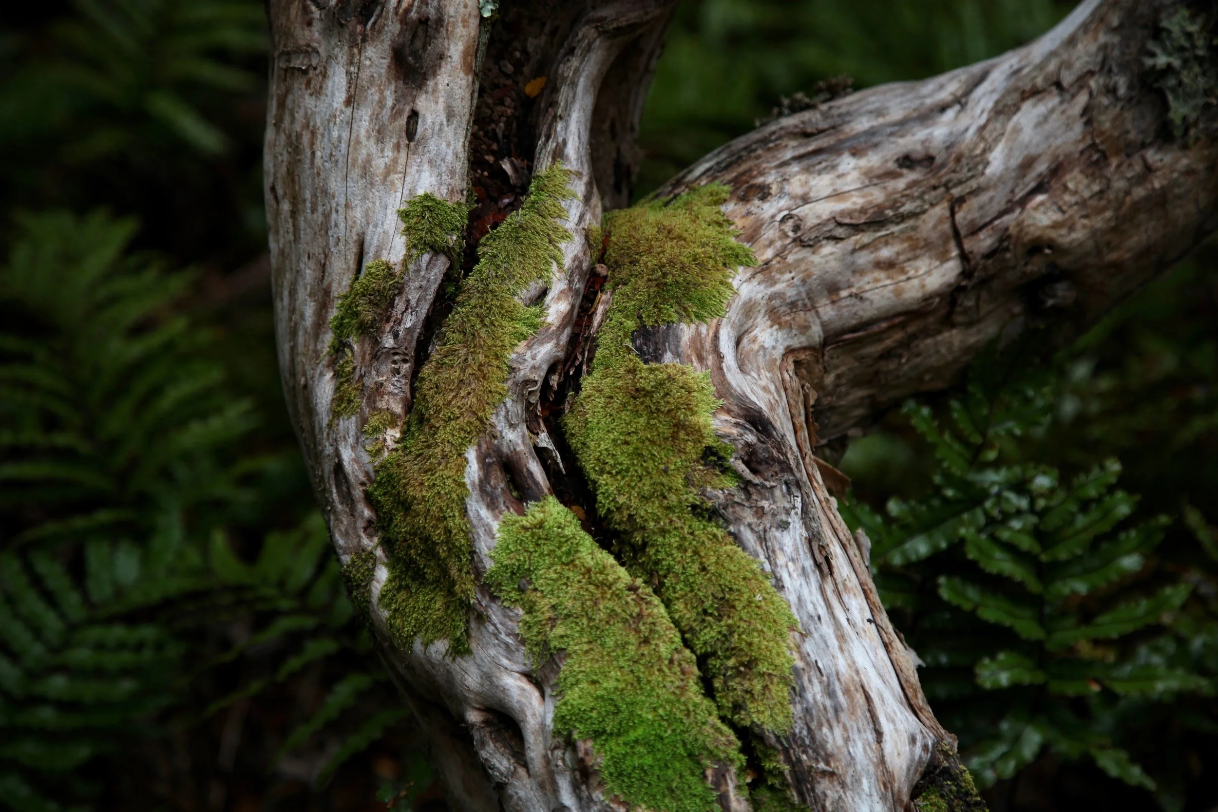 tree-moss-mt-cook-np.jpg
