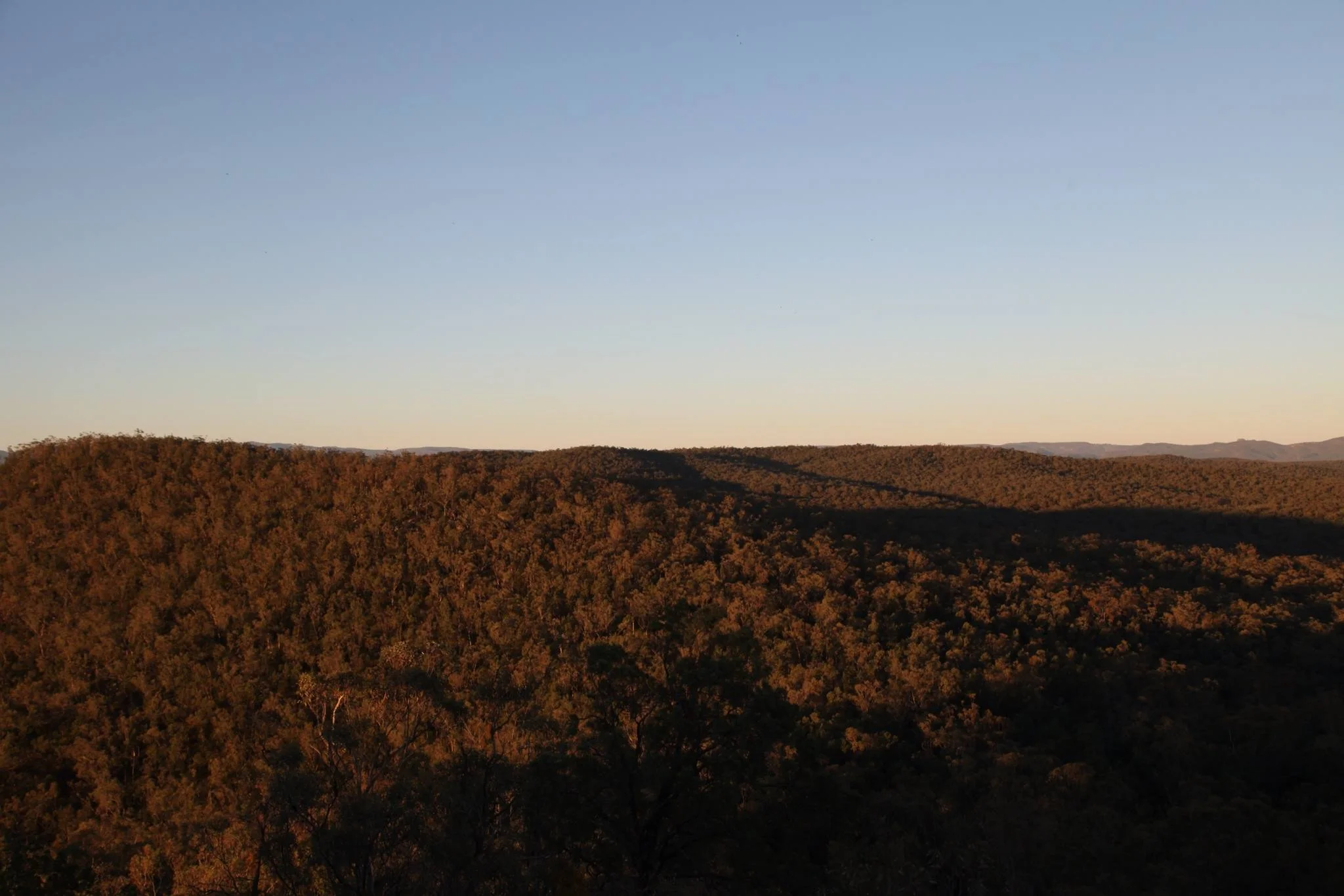 leard-forest-golden-hour.jpg