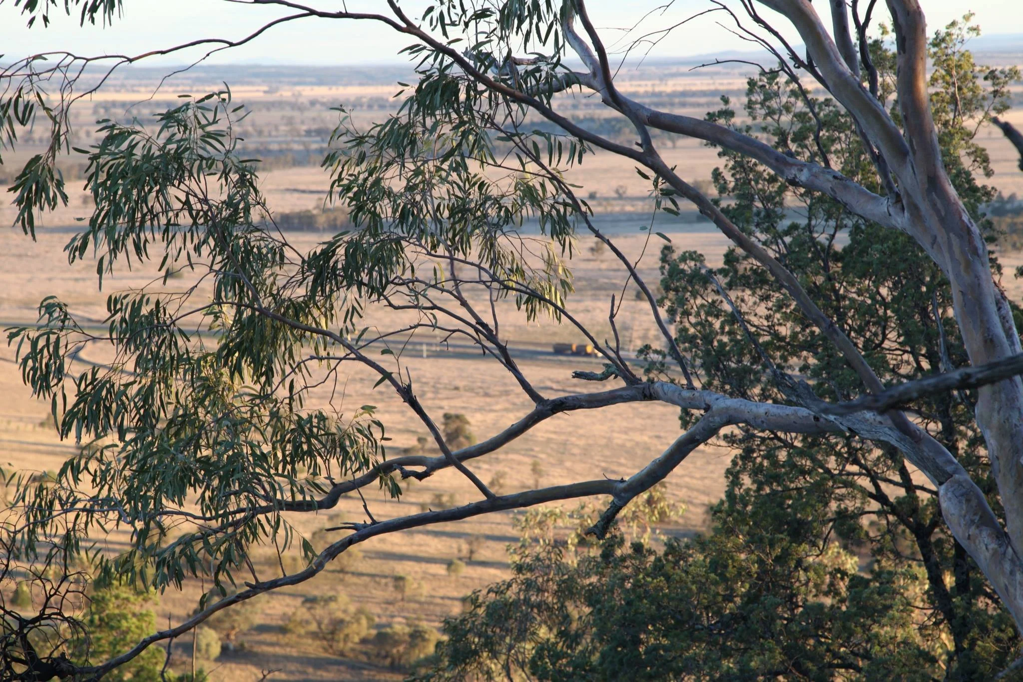 farm-forest-trees.jpg