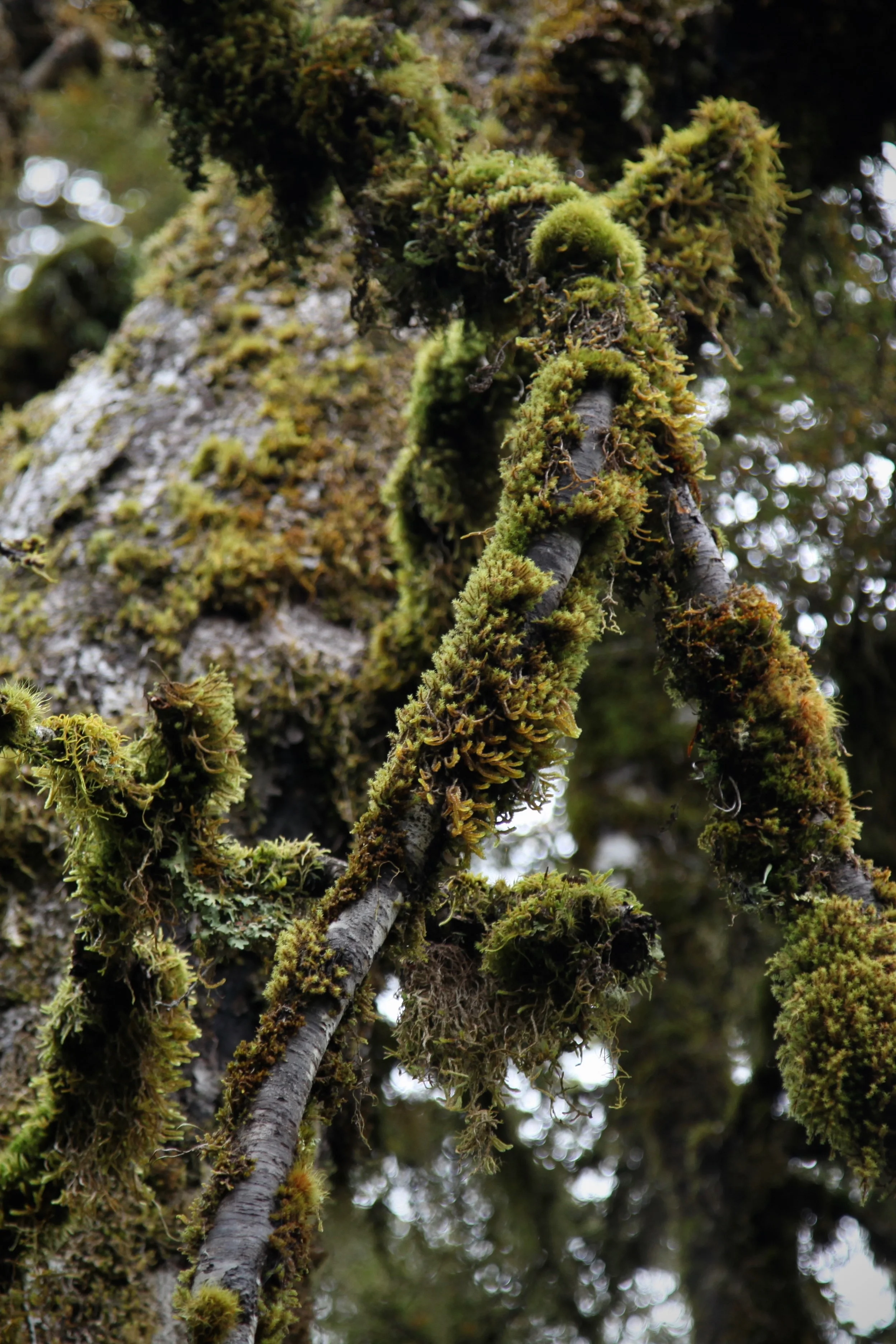 moss-key-summit-fiordland.jpg